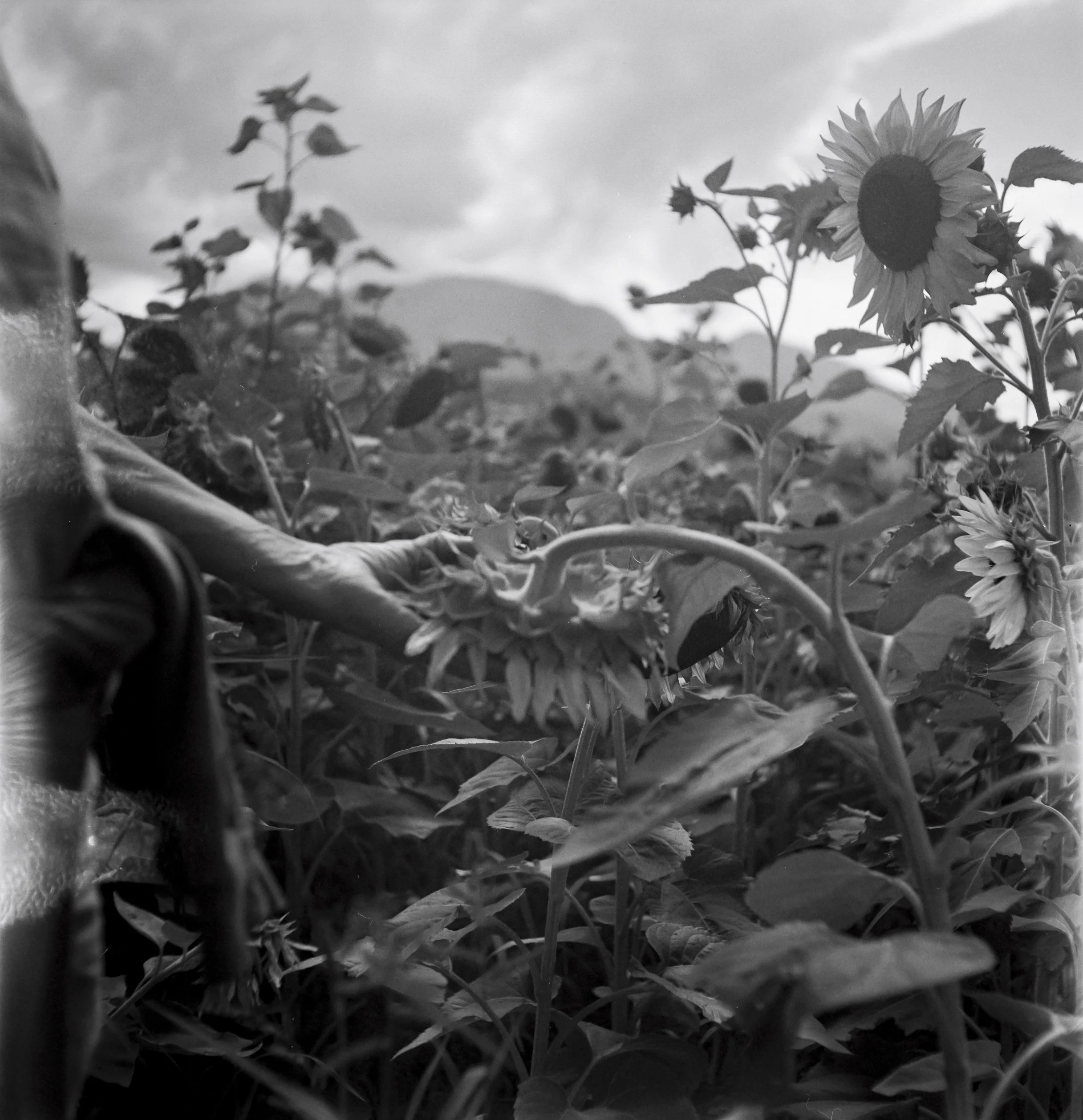 Sunflowers a work in progress