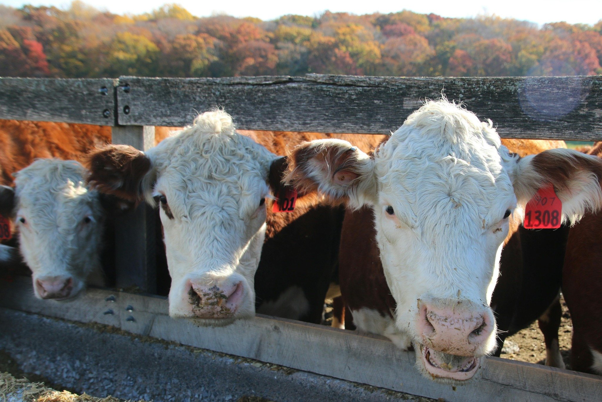 Yes, we insure livestock too. Give us a call or send us a message. 
baileyinsurancesolutions.com
580-279-1566
