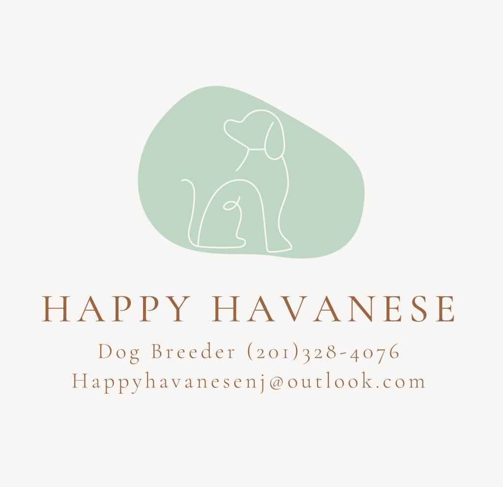 Happy Havanese