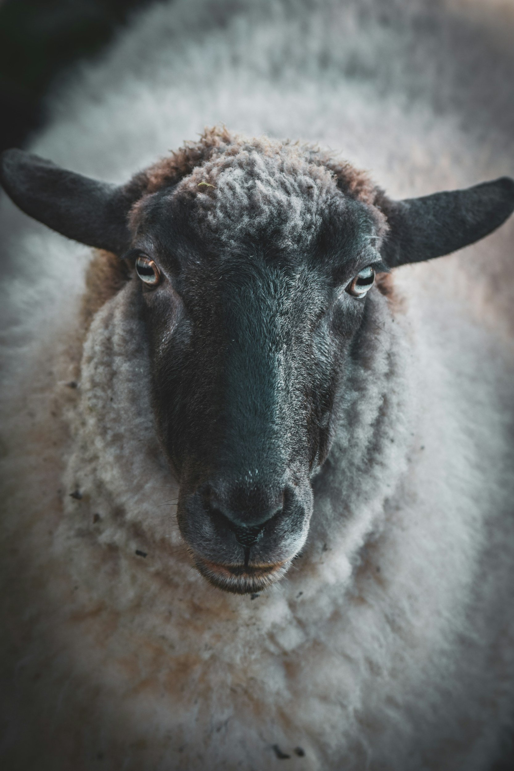 What’s the fuss about wool?