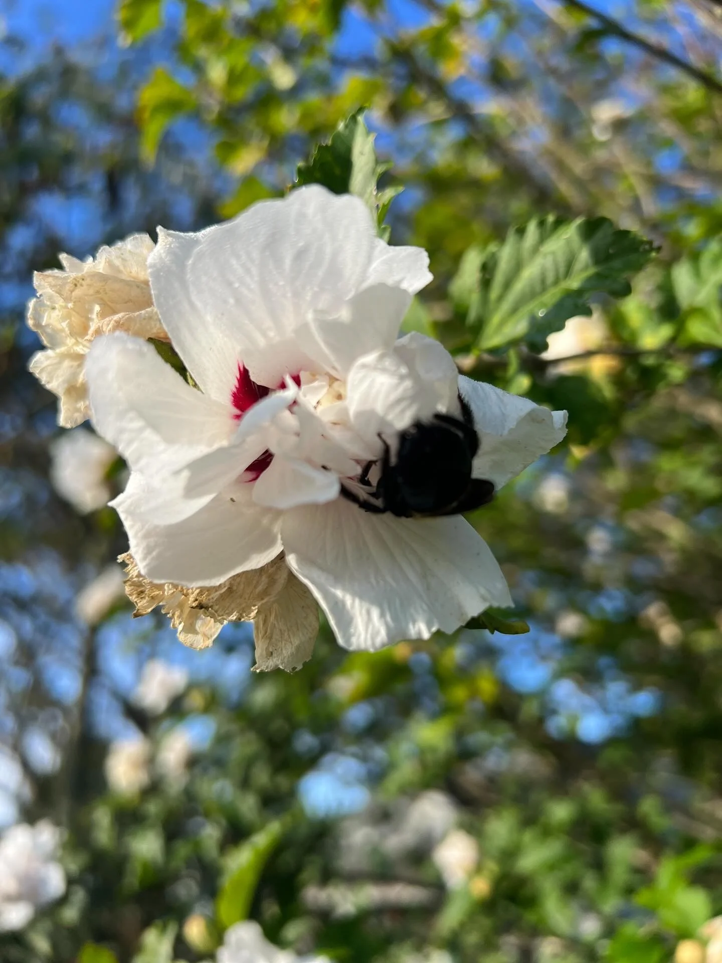 Birthday post! But first, shows! 
10/3 @raleighwideopen full band
10/4 @flushfest__hillsborough old time jam
10/5 @shakorihillsgrassroots w @mphillipsmusic full band 

This month brought many joys to my life: my son&rsquo;s 13th birthday, my youngest