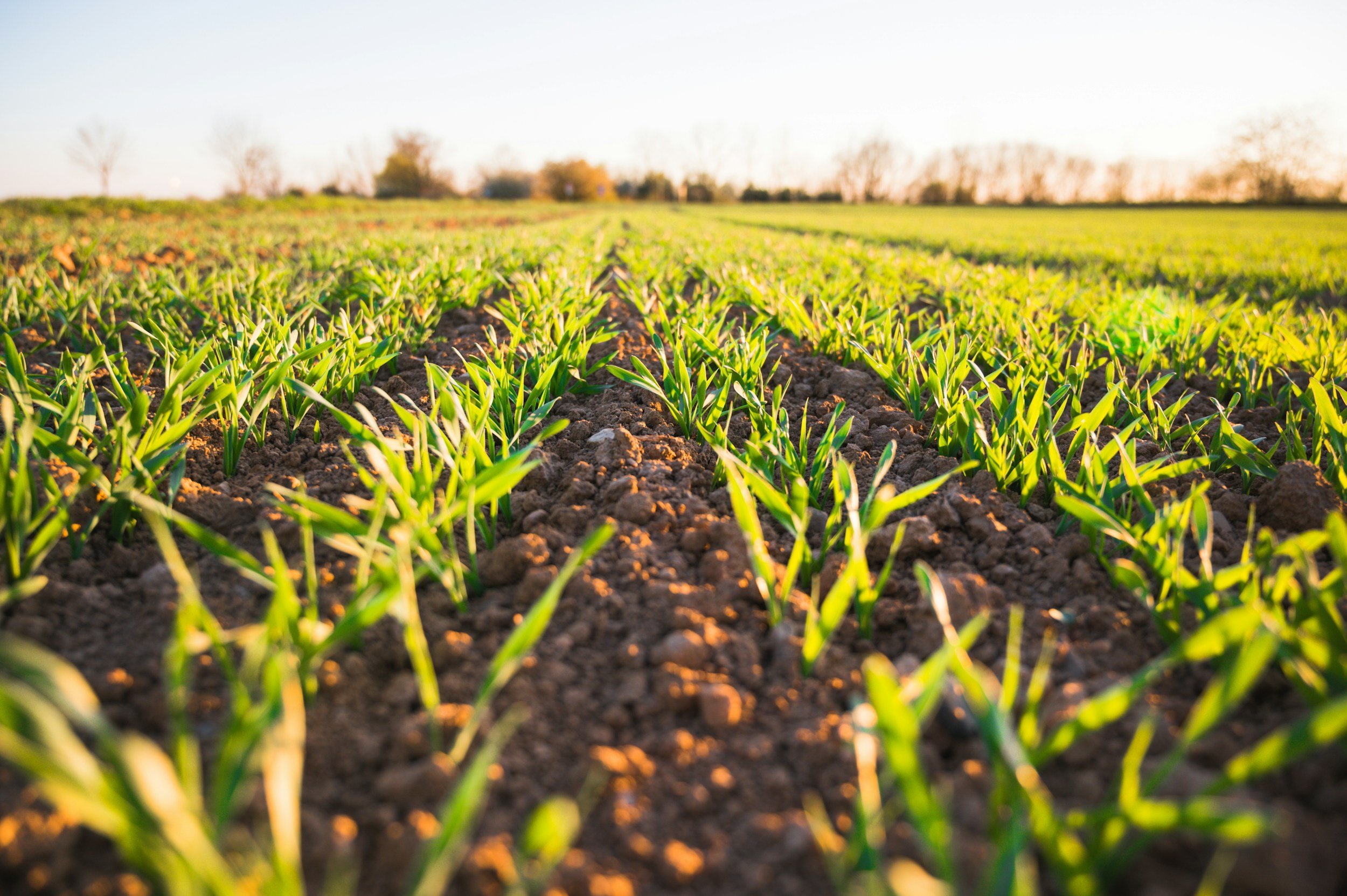 De la Caraïbe à la RDC : Saisir l’opportunité agro-industrielle