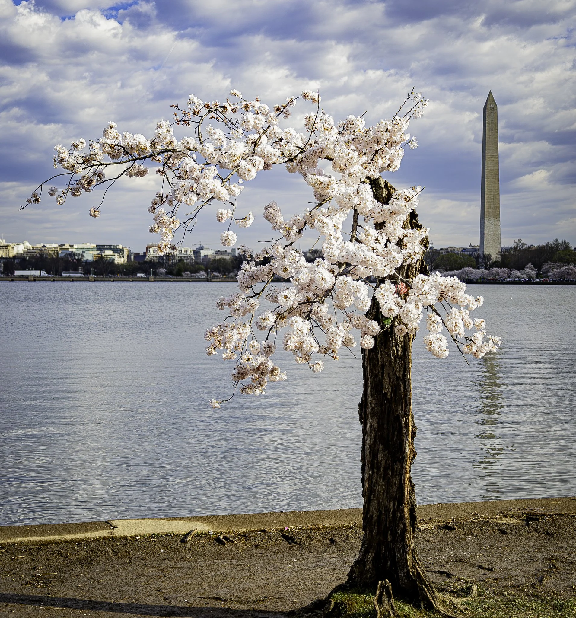 "Stumpy" the famous cherry blossom's final bloom in Washington D.C., U.S.A.