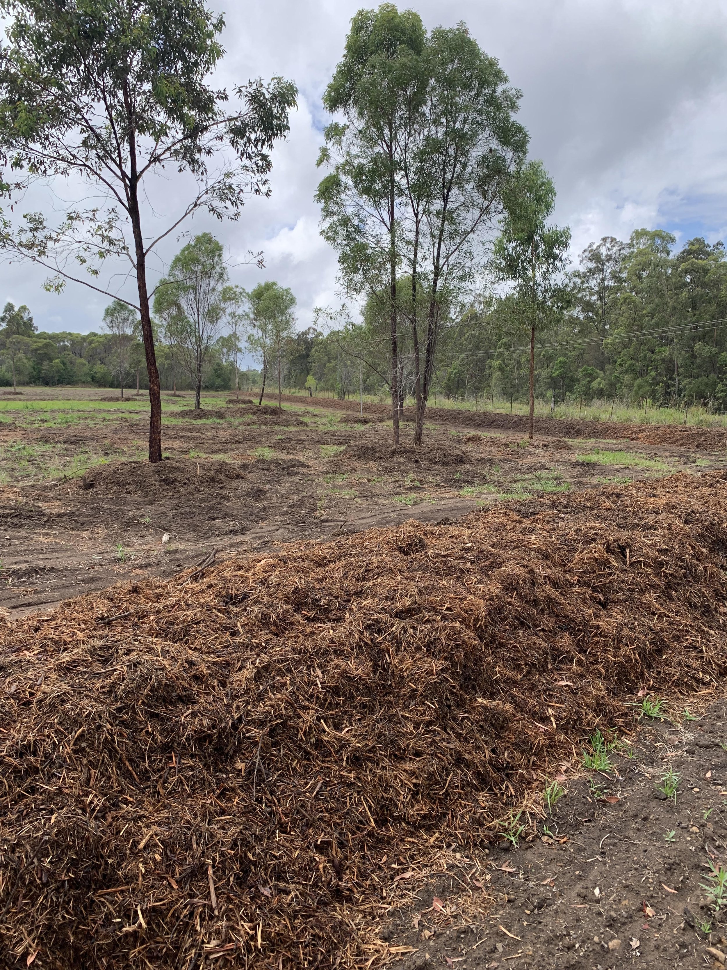 Clearing and mulching2.jpeg