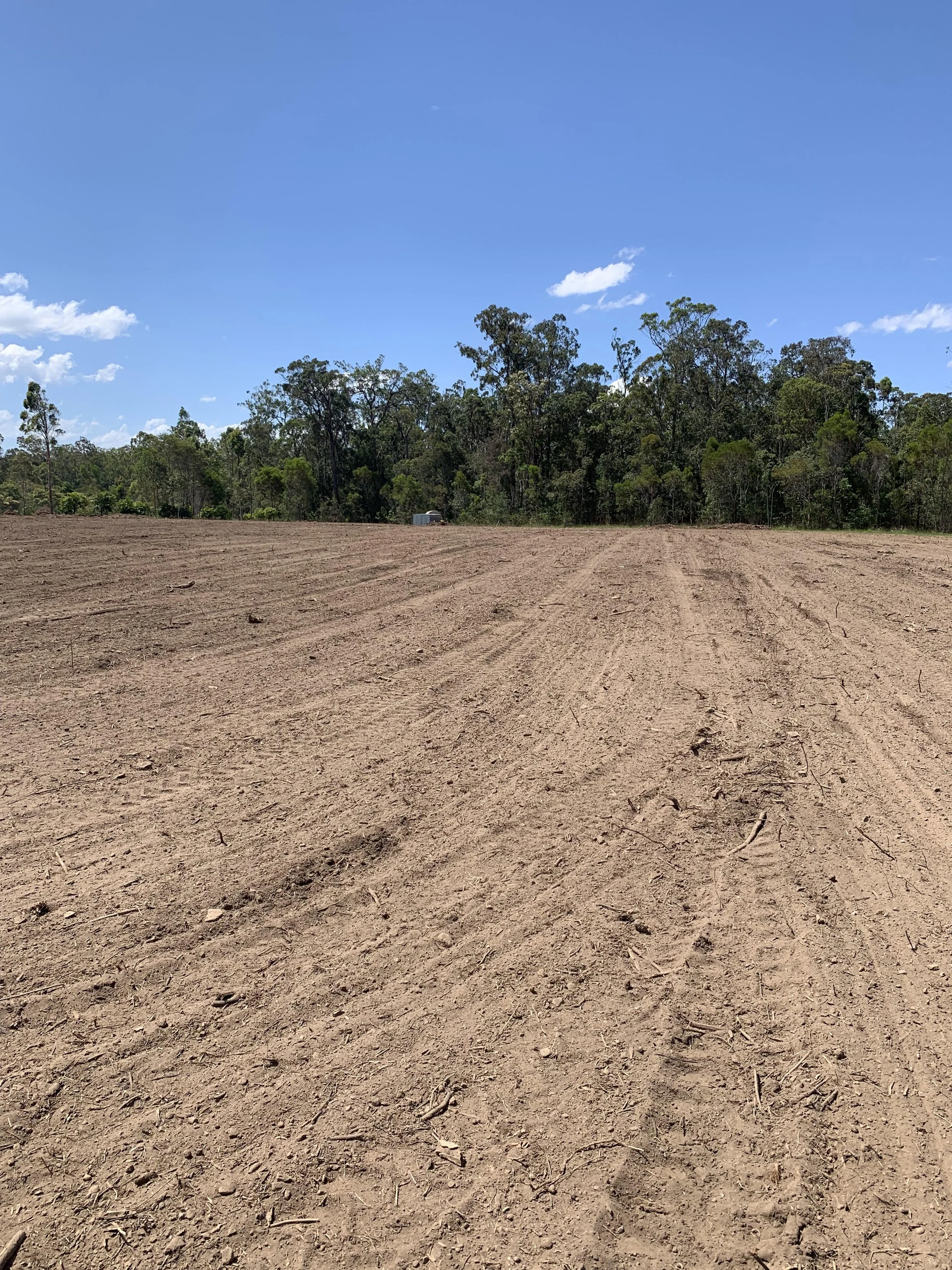 Clearing and mulching3.jpeg