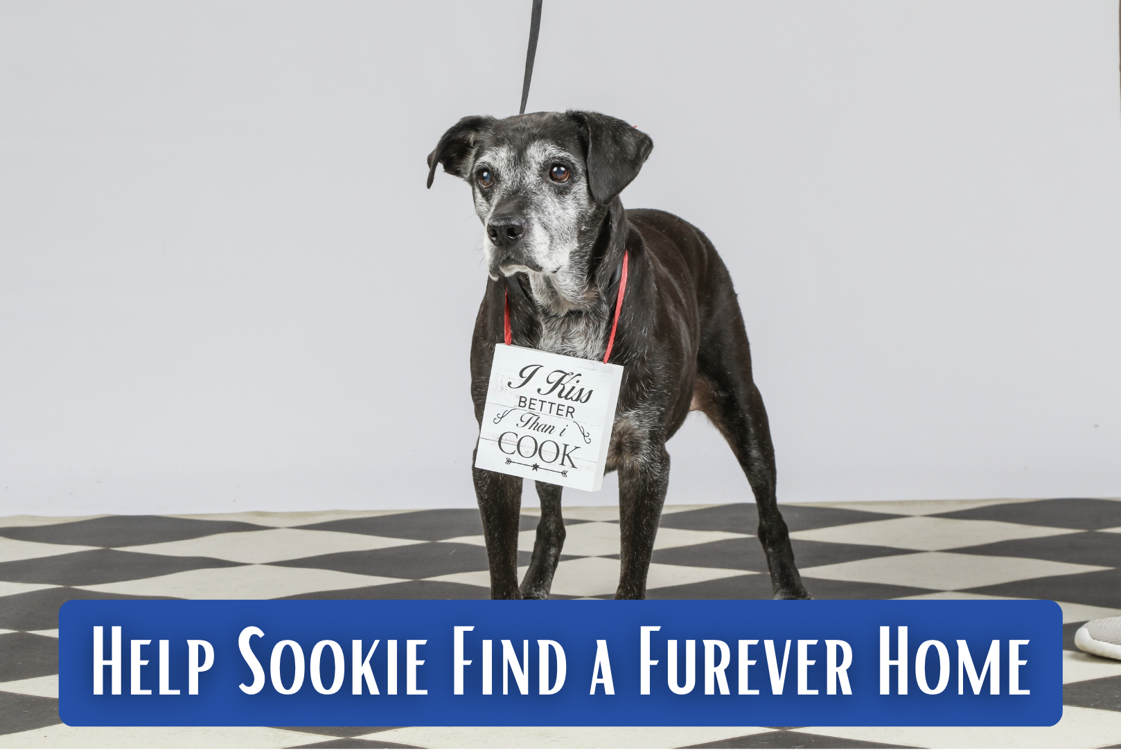 St. Augustine Humane Society