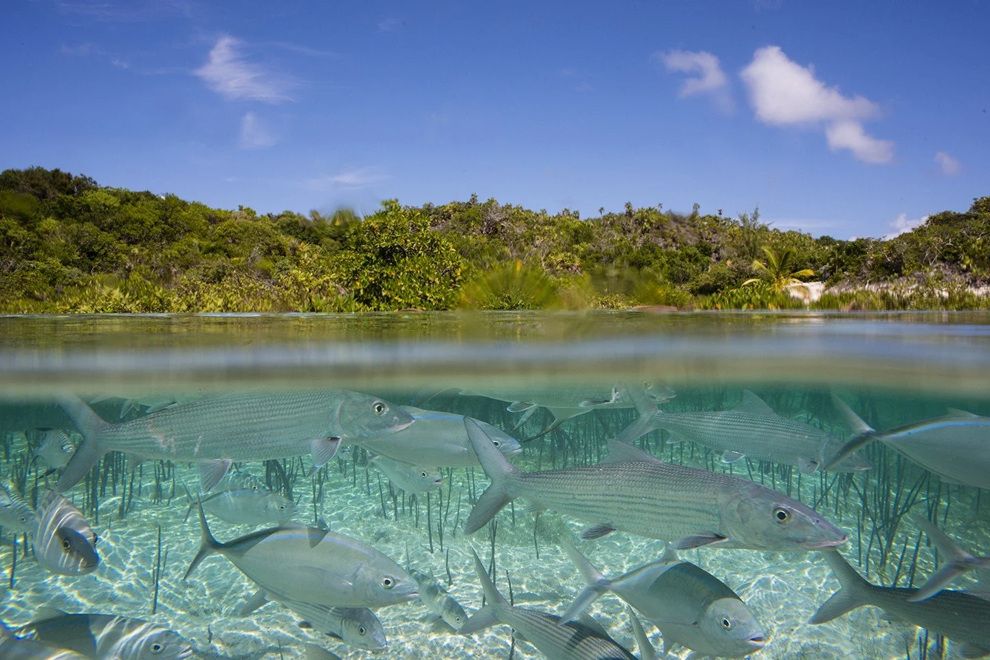 Bones Down Under by Kevin Dodge.jpg