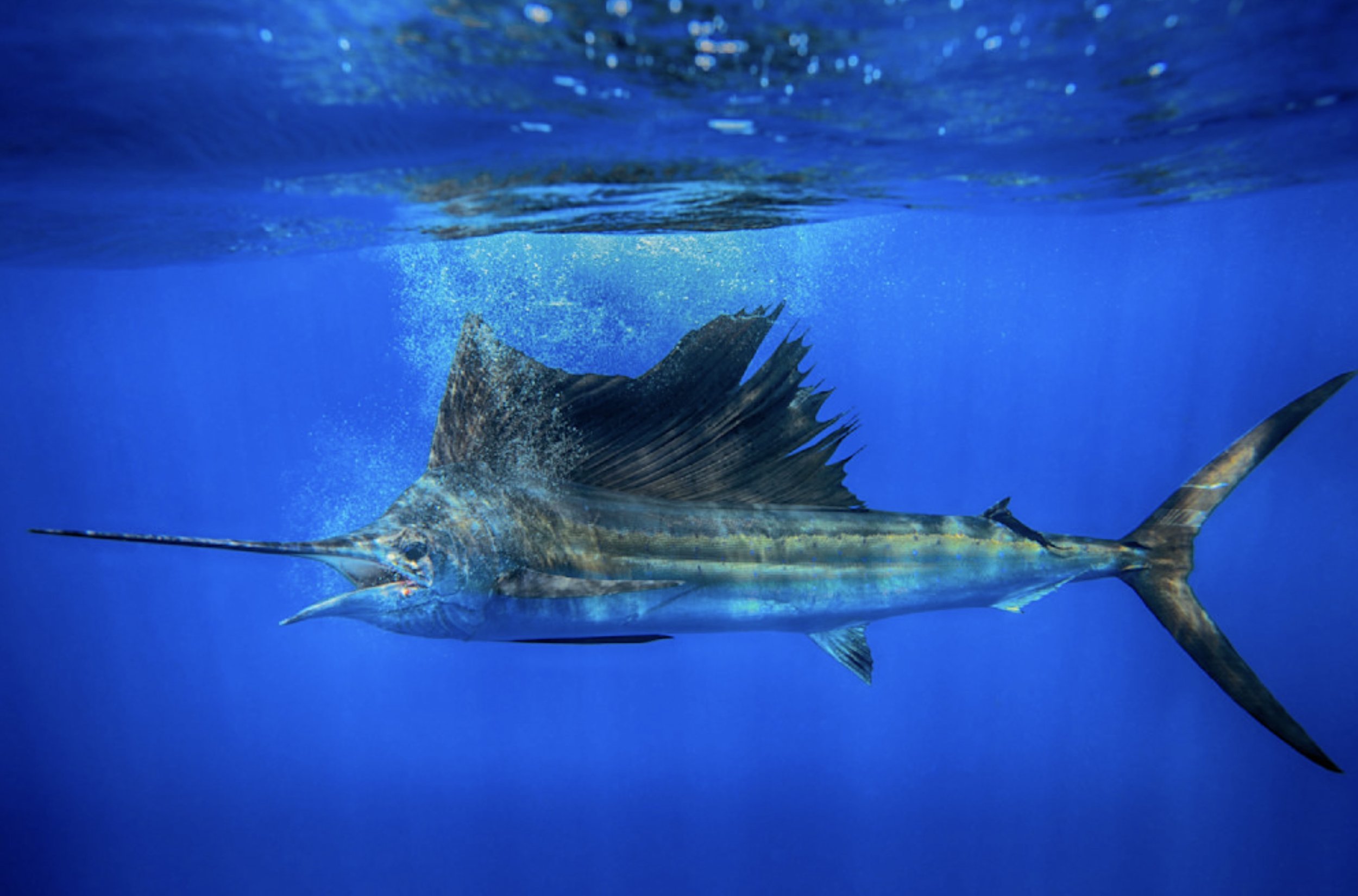 Sail Broadside by Kevin Dodge.jpeg