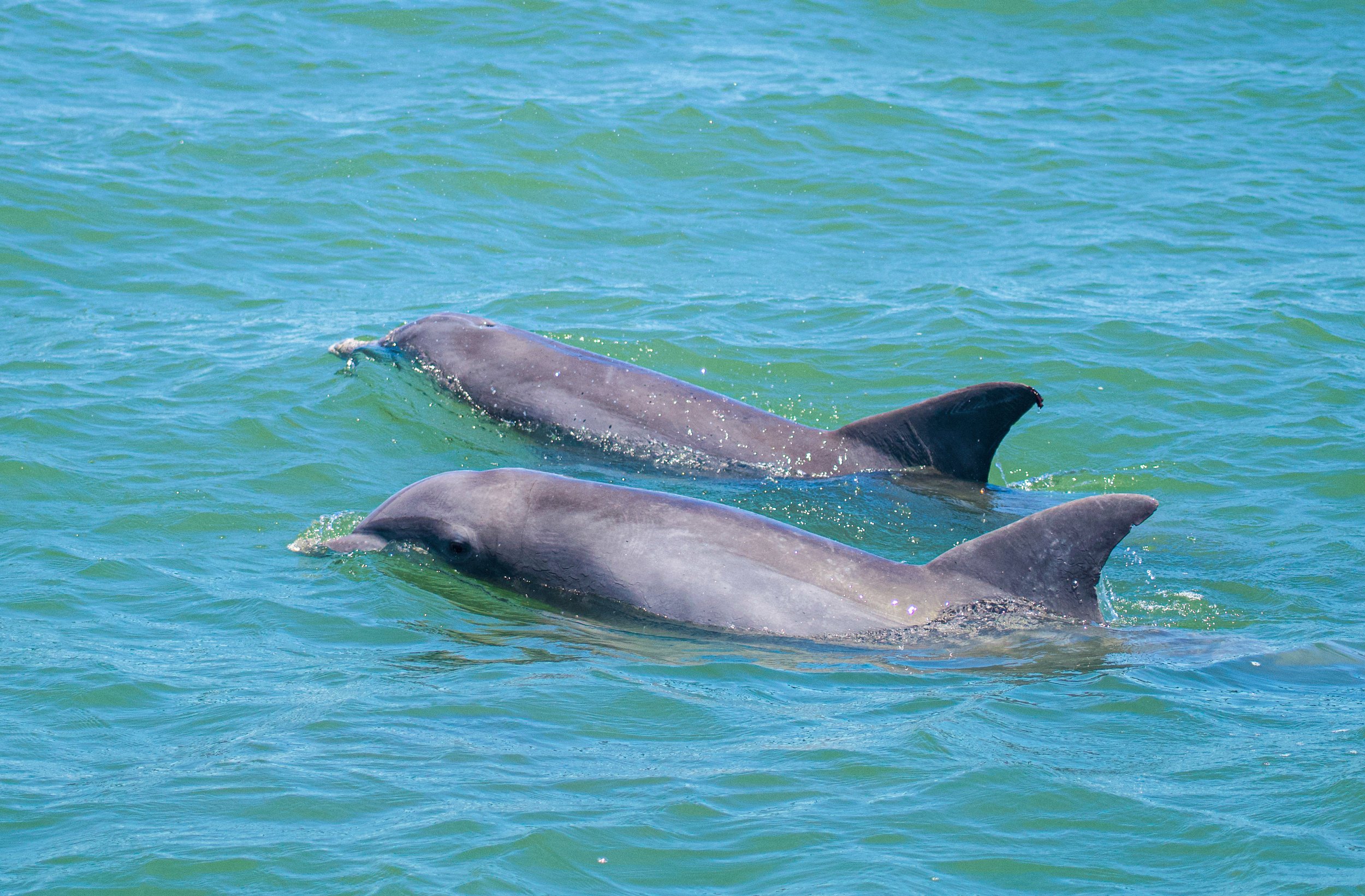 Dolphins photo credit Island Sun Media.jpg