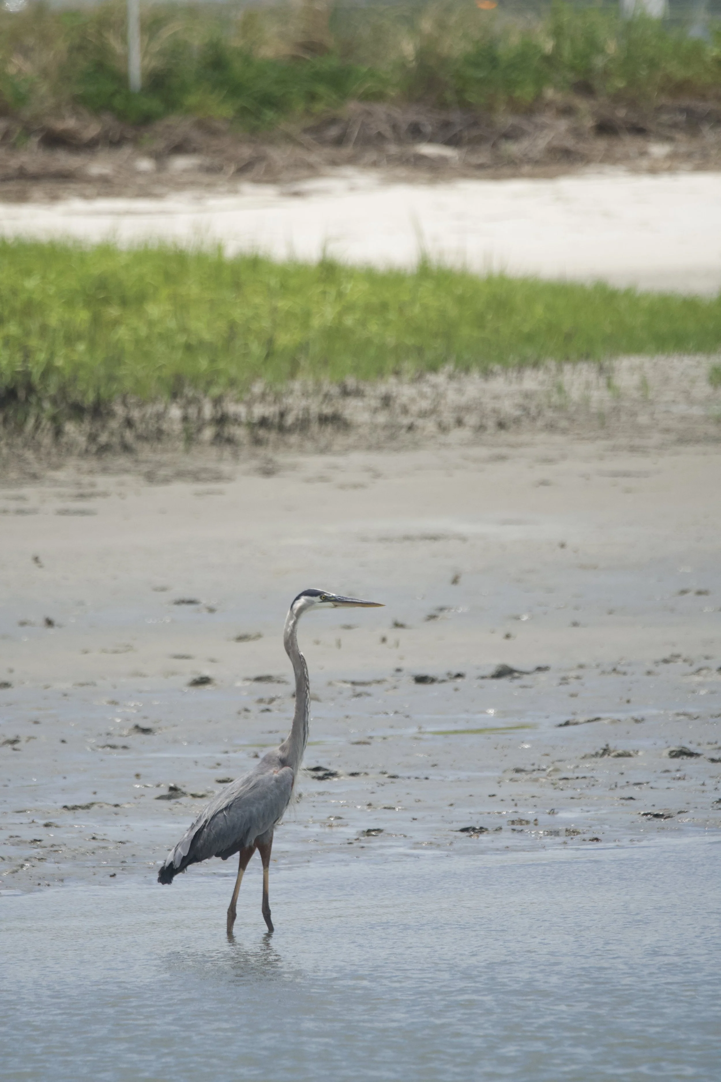 Great Blue Heron photo credit Island Sun Media.jpeg