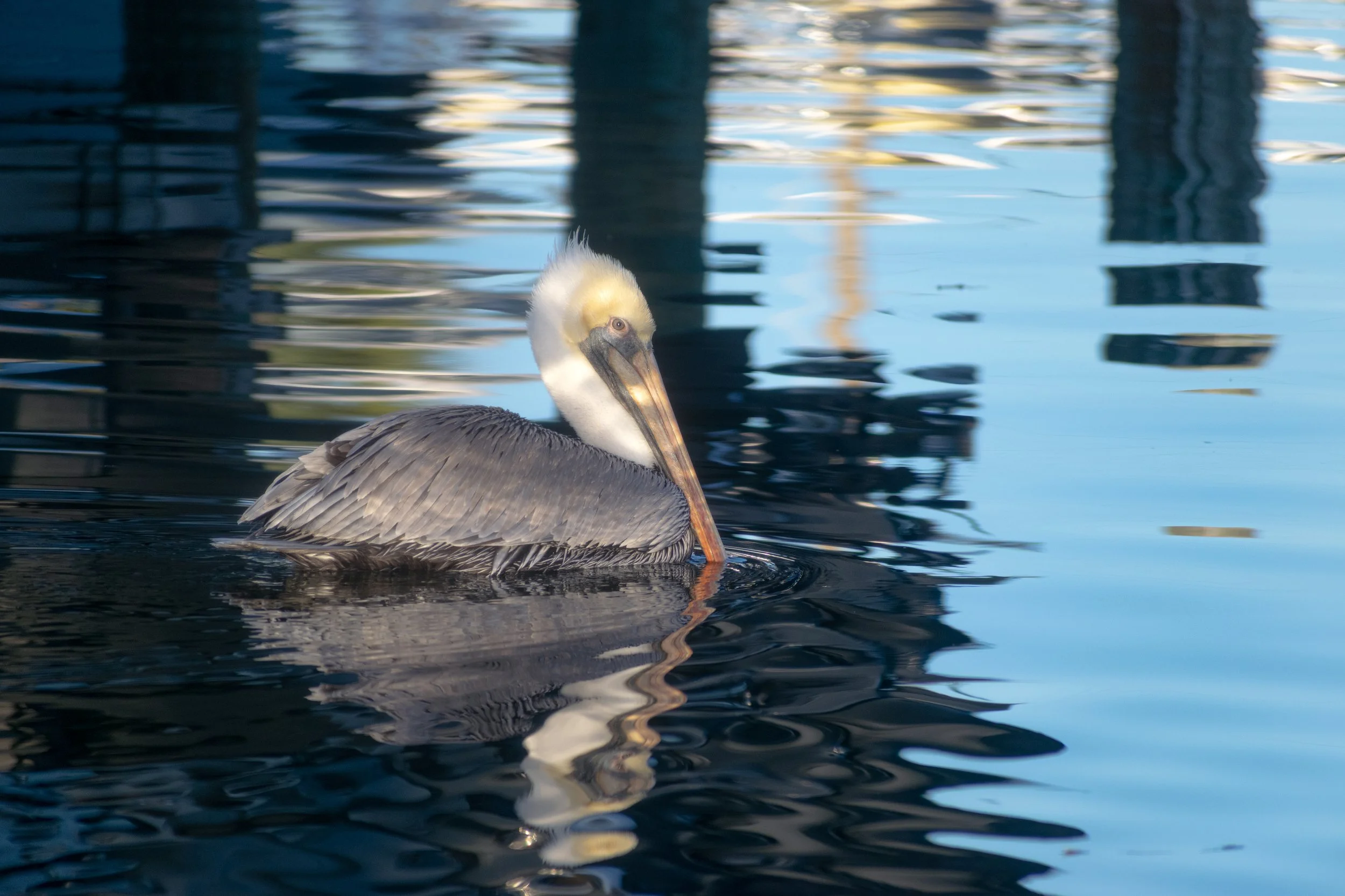 Brown Pelican photo credit Kim Brown.jpg