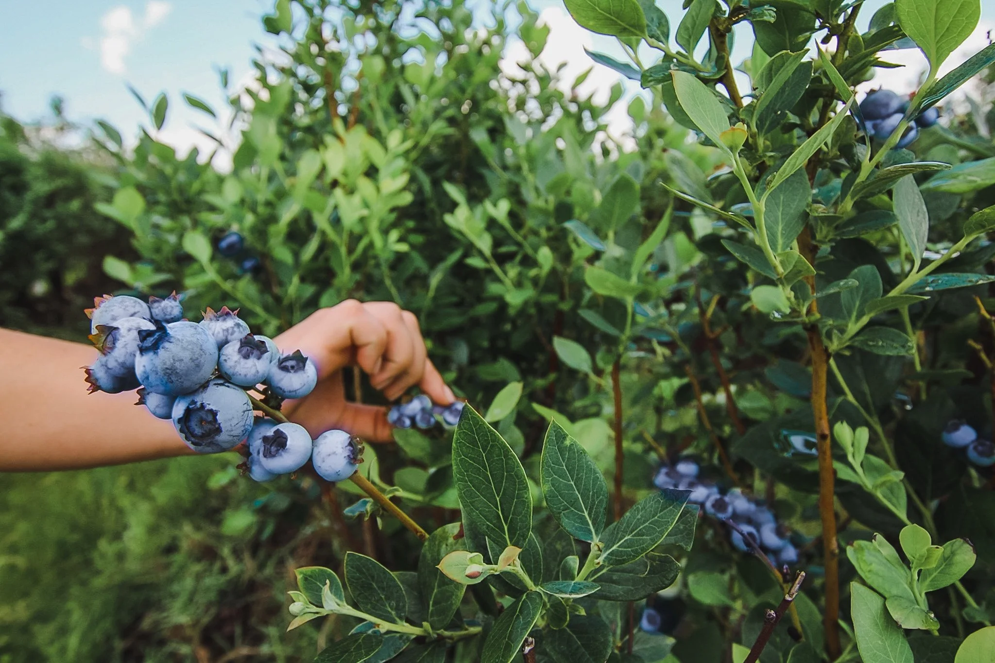 Far Reach Ranch U-Pick Blueberry Season Returns Easter Weekend