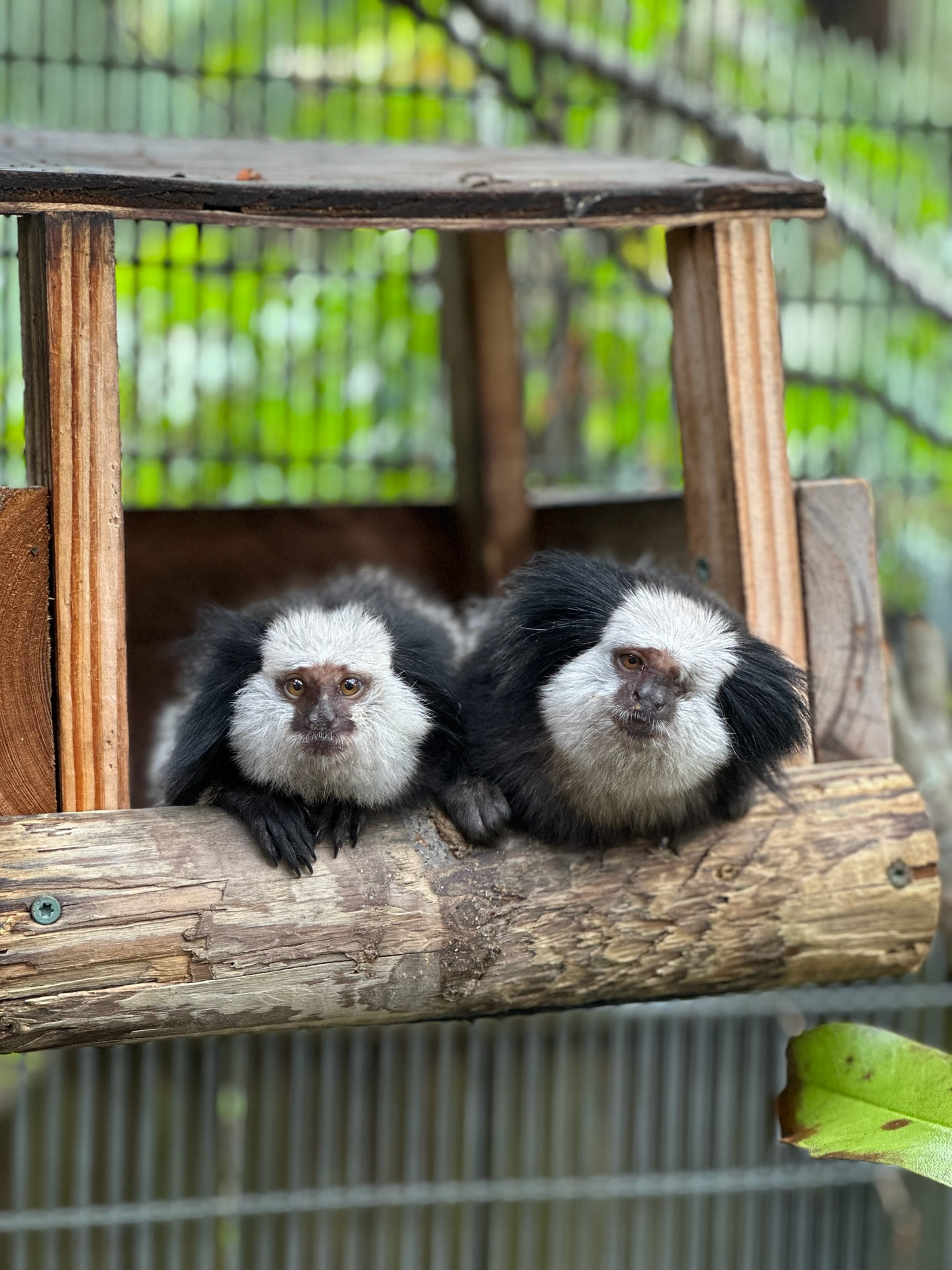 Marmosets Lochte &amp; Hermione Make Public Debut at St. Augustine Alligator Farm