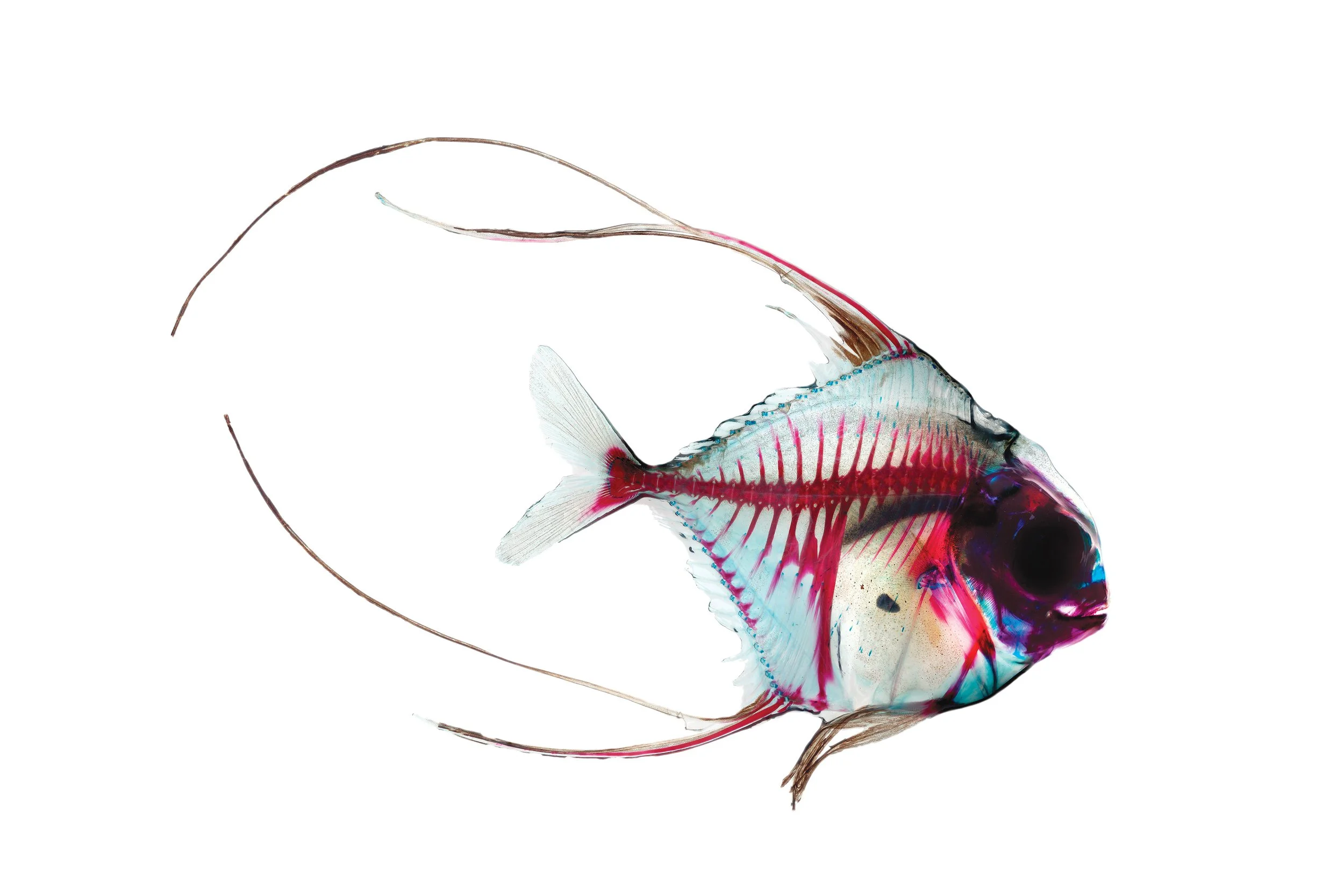 Brandon Ballengée_RIP African Pompano_Ghosts of the Gulf_2014_Giclee Print on handmade paper.jpg