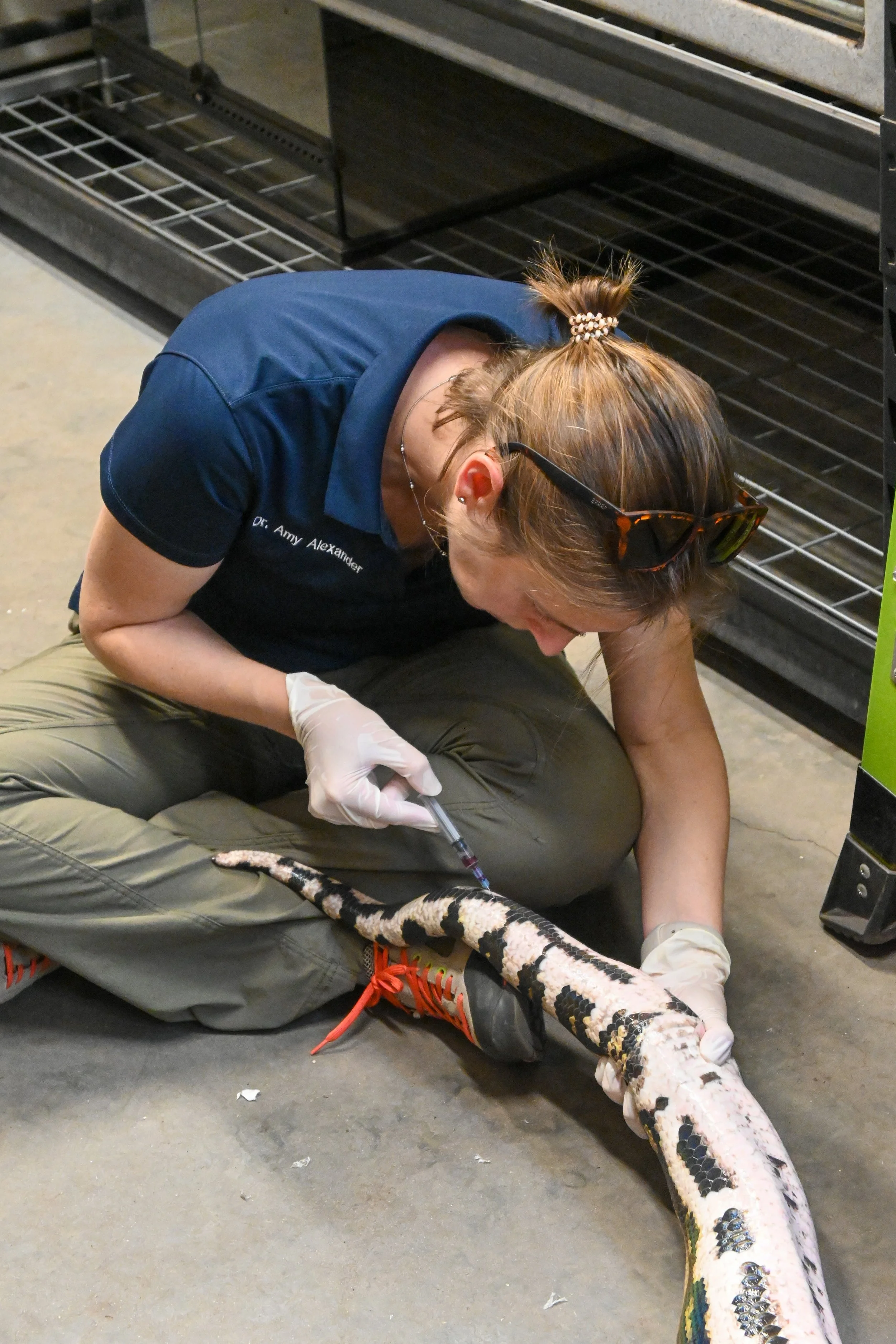 Dr. Amy Alexander drawing samples from a reticulated python photo by SAAF.jpg