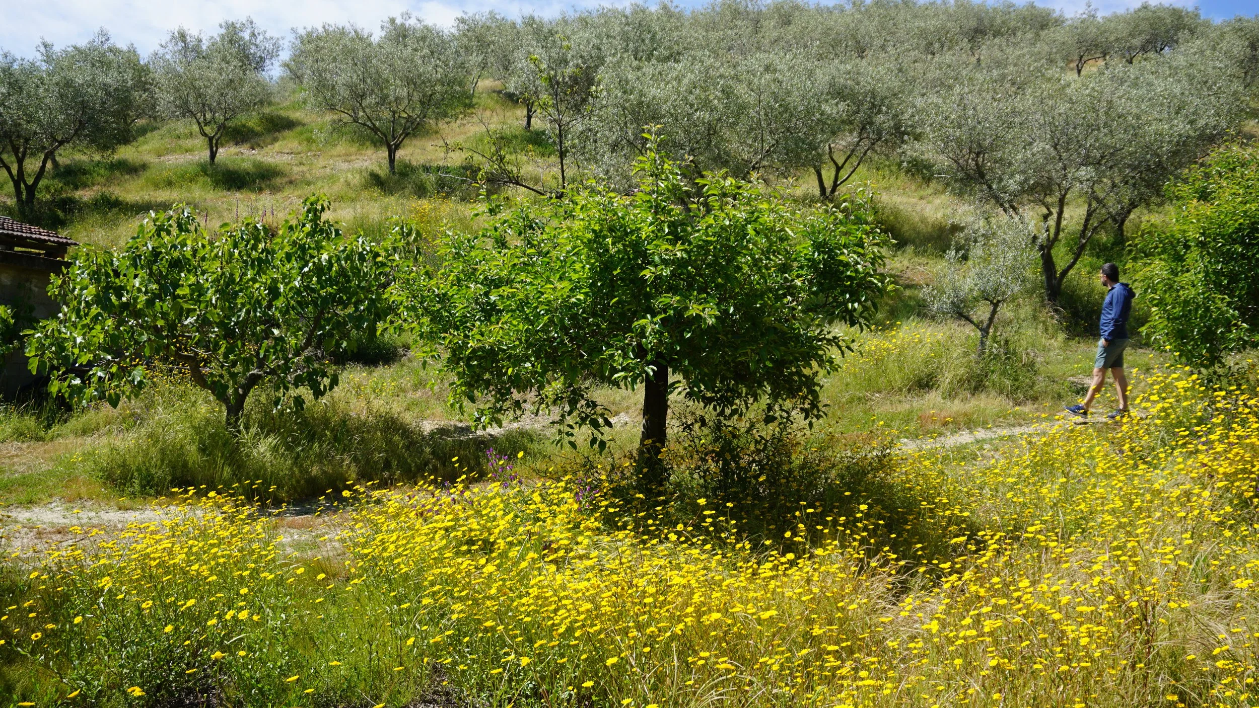 Reflections on 2025 part 2 - the year in sail cargo