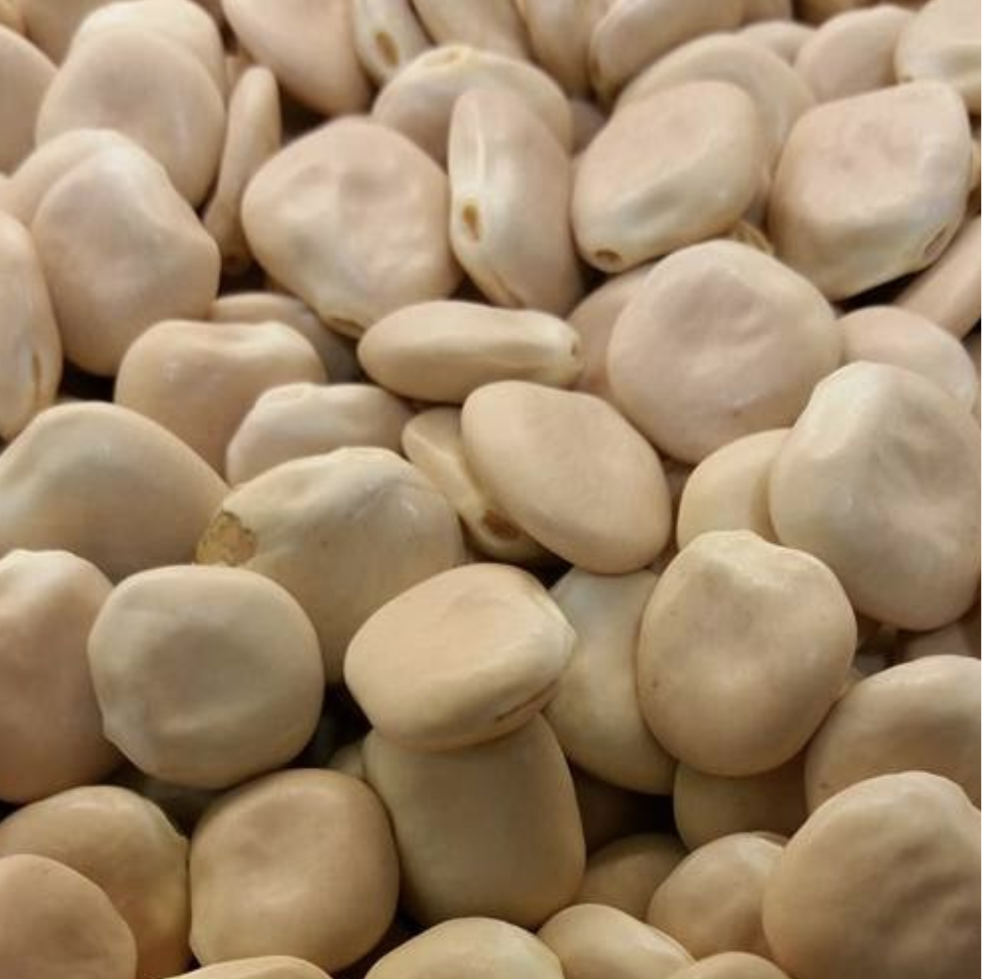 Dried Lupini.png