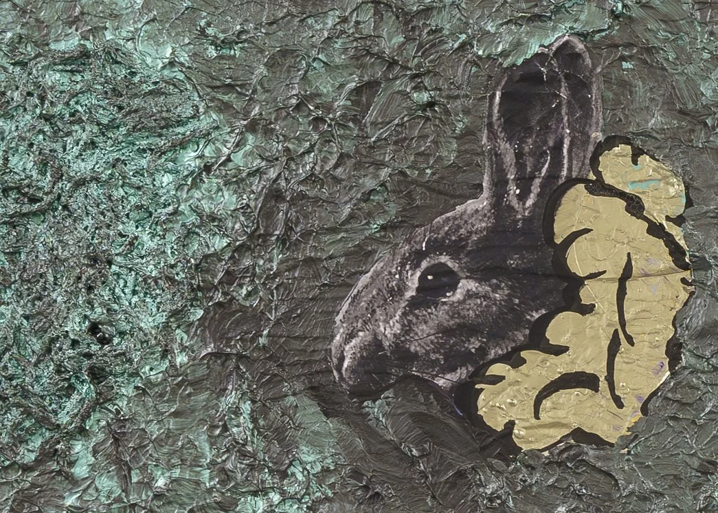 Rabbit close up 1.jpg