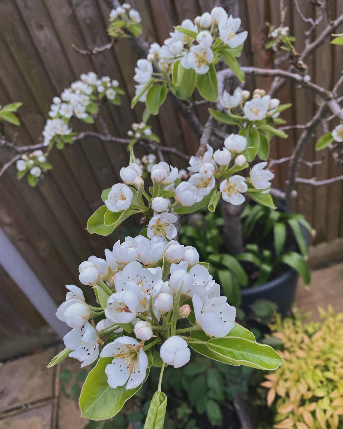 Pear tree blossom 🍐🌿✨

All the magic of the garden coming awake!! Everything is bursting forth!! I love it 🥰