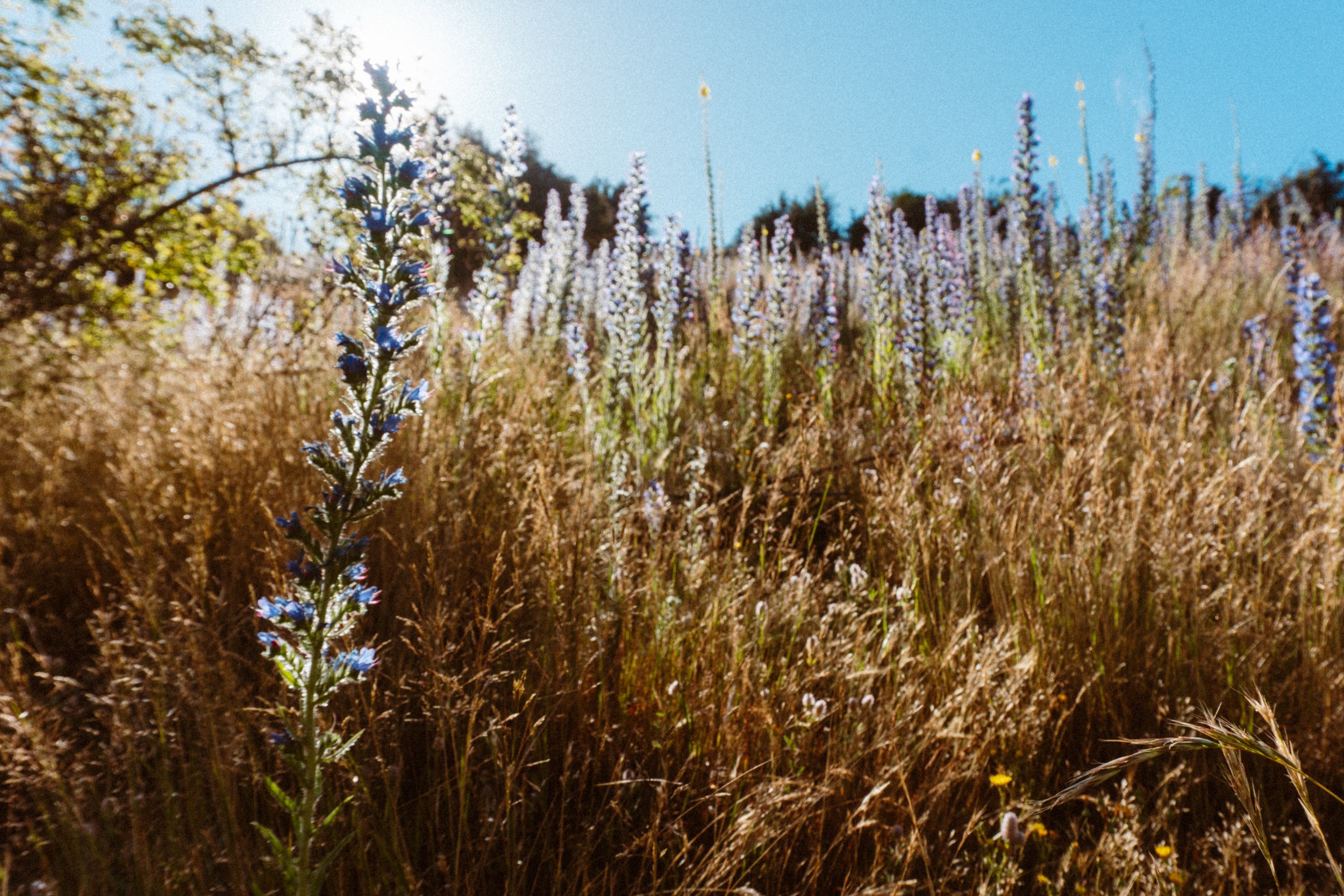_DSC9865.jpeg
