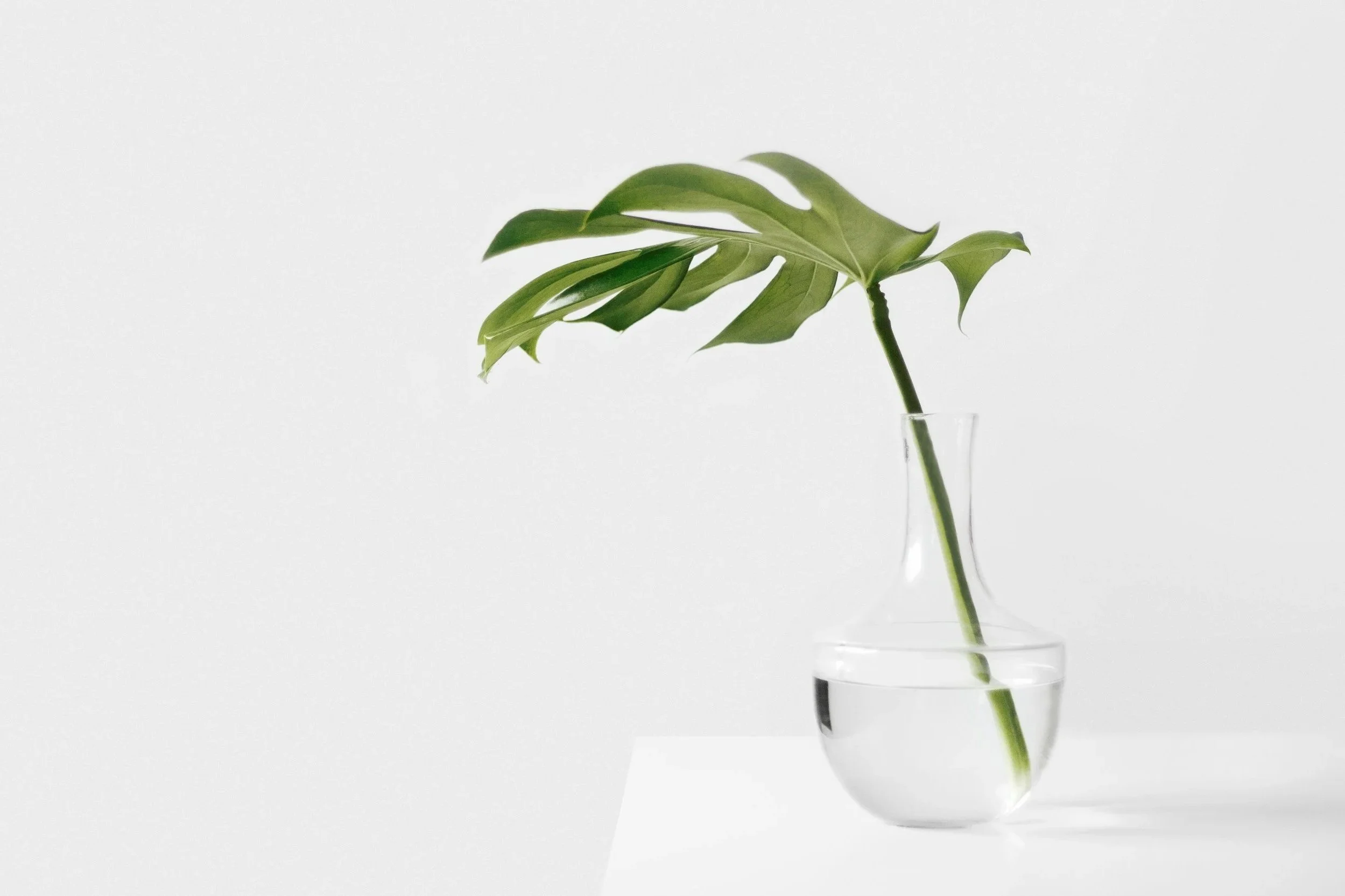 A green leafy plant in a glass vase with water, set against a plain white background.