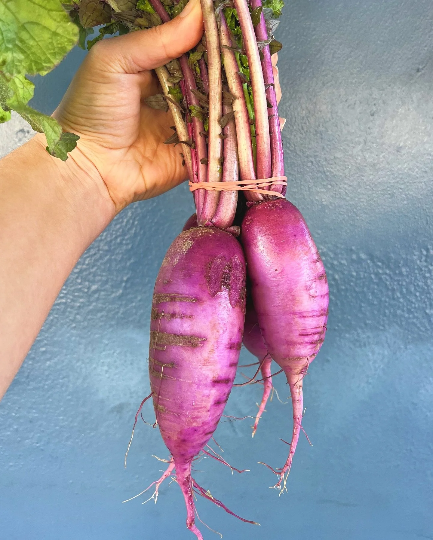 Celebrating the first official day of fall with these stunning Purple Daikon from @ourtablecooperative 

While the weather is still warm, shave or mandolin these into salads, pickle them to preserve for later or slice them up for scooping up ur favor