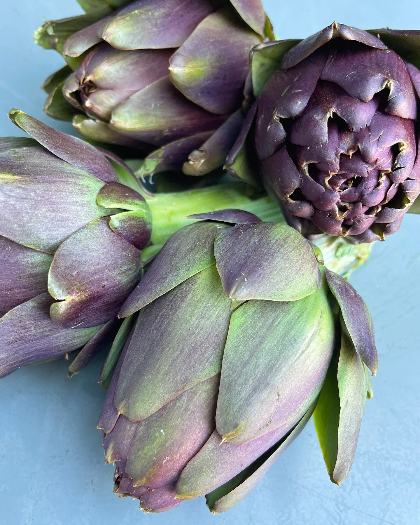 Look at these Violet de Provence artichokes from Josi Farms 😍

According to Jim Myers (plant breeder and researcher at OSU&hellip;.so someone that&rsquo;s tasted a looot of produce) this pretty purple variety &ldquo;has the best flavor of all the ar