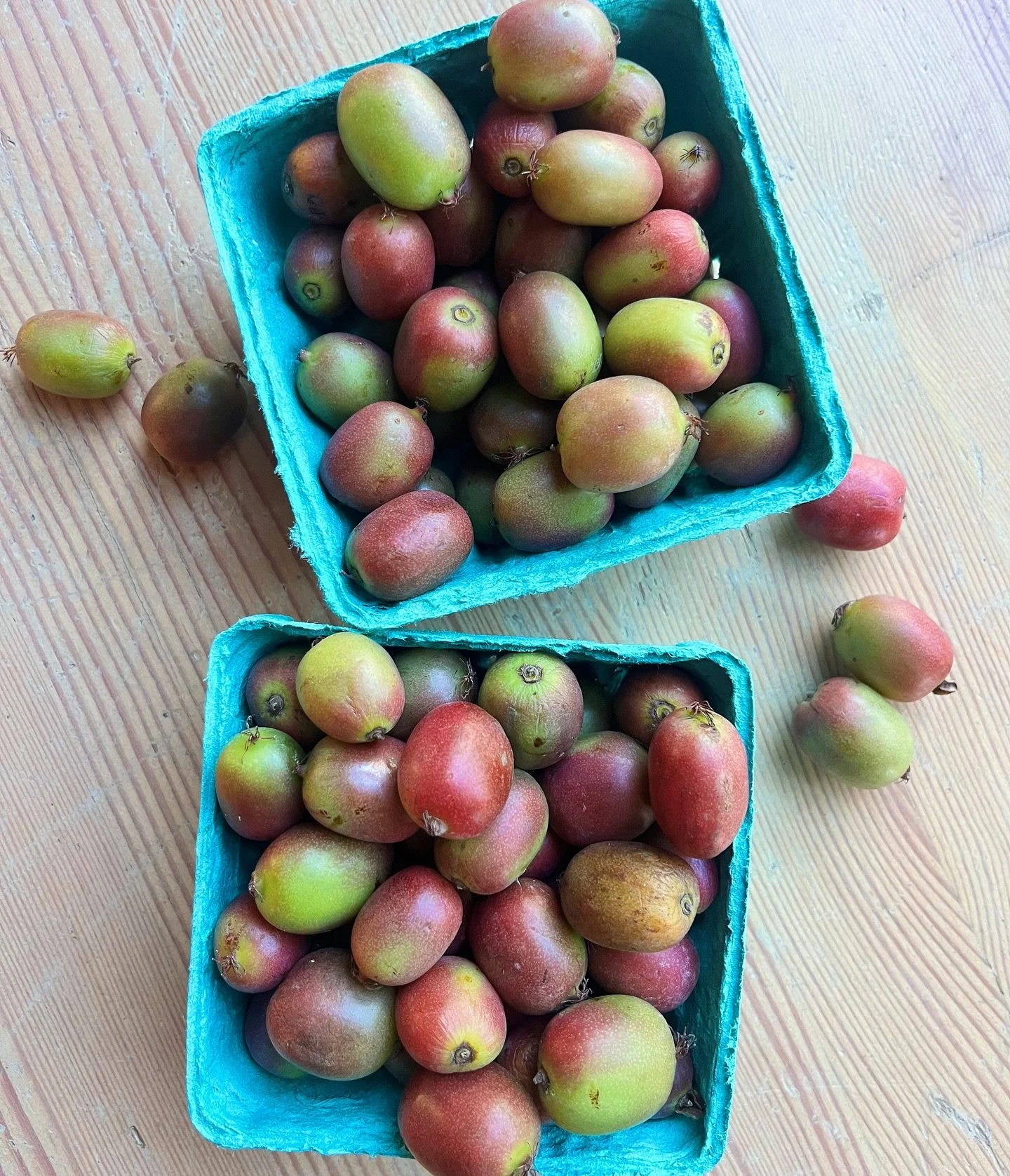 A fresh delivery of Kiwi Berries just landed. 

This red-hued type is the Ana variety and is hands down the best eating Kiwi Berry of them all!

If you&rsquo;ve been in the Willamette Valley for awhile, the name Raindance Farm may be familiar to you.
