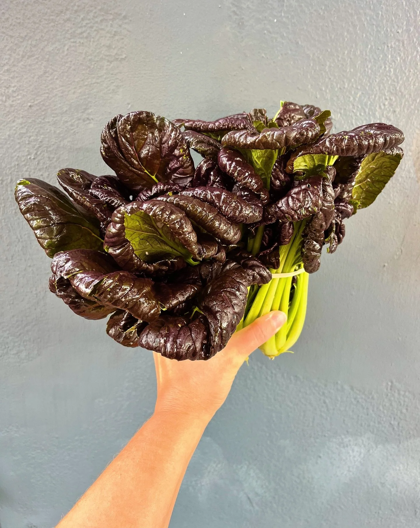 Is this Purple Tatsoi stunning or what!? 

Closely related to Bok Choy, Tatsoi is mild, fresh and delicious in stir fries or soups. 

This, some miso and a little dashi!? The chill in the air had no chance!