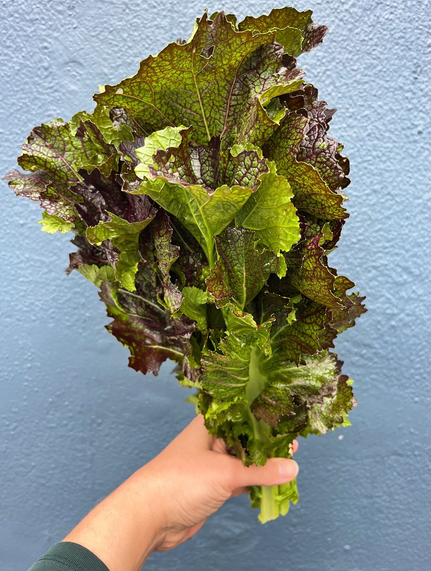 Greens for cooking! Tis the season 😋

Red Mustard 
Tatsoi
Red Mizuna 
Escarole

All calling your name, all waiting for your personal touch!