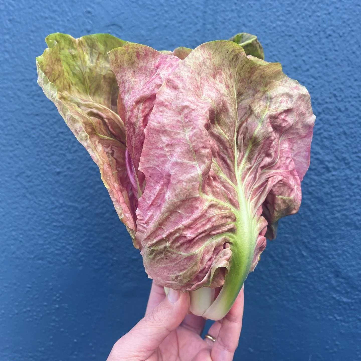 Pretty in Pink!

Rosalba radicchio is that statement piece that ties your whole table together.