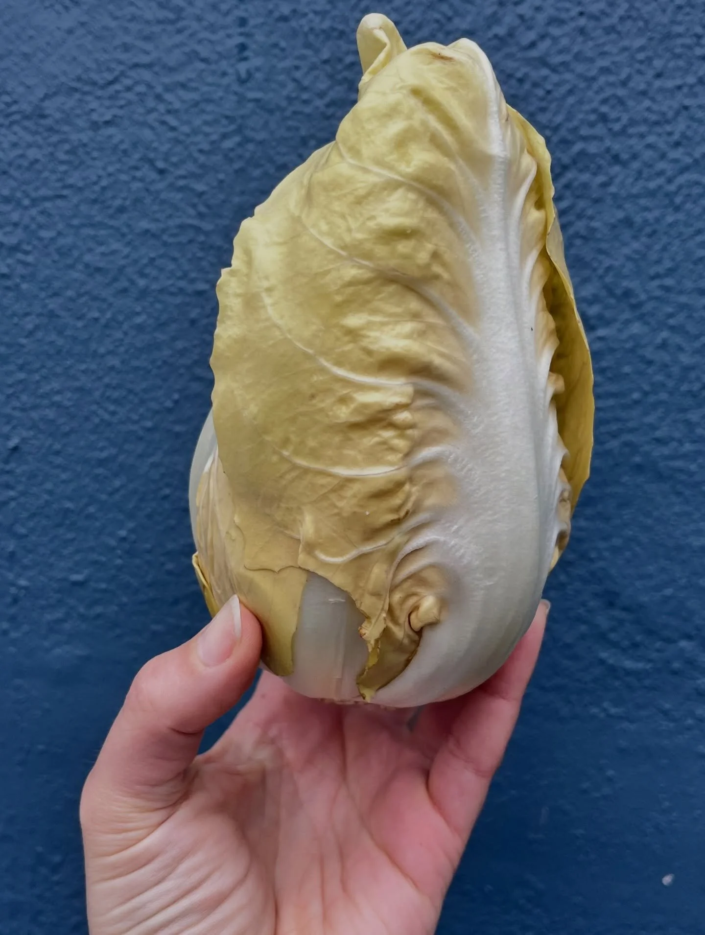 Yes, your holiday spread needs a salad and Yellowstone radicchio is a really fun base to play with. 

Our retail manager, Amanda, described the texture of this variety as &ldquo;like suede&rdquo; and that&rsquo;s the best descriptor we&rsquo;ve heard