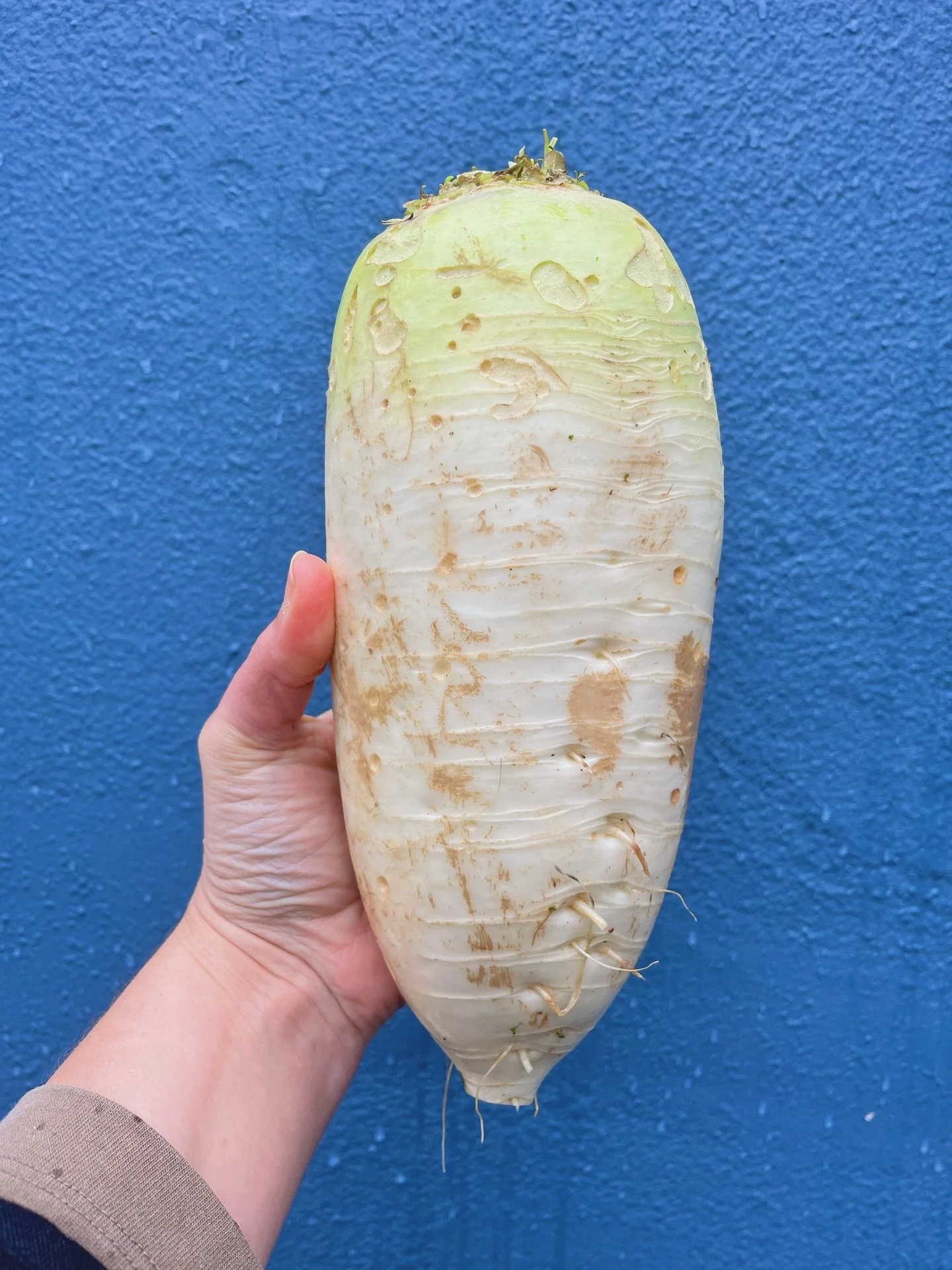 White Daikon from our friends at Sun Feast Farm on Sauvie Island is a cold weather winner. 

According to Traditional Chinese Medicine, Daikon is a cooling food that should be eaten in the winter to counteract the heat from heavy foods typical of thi