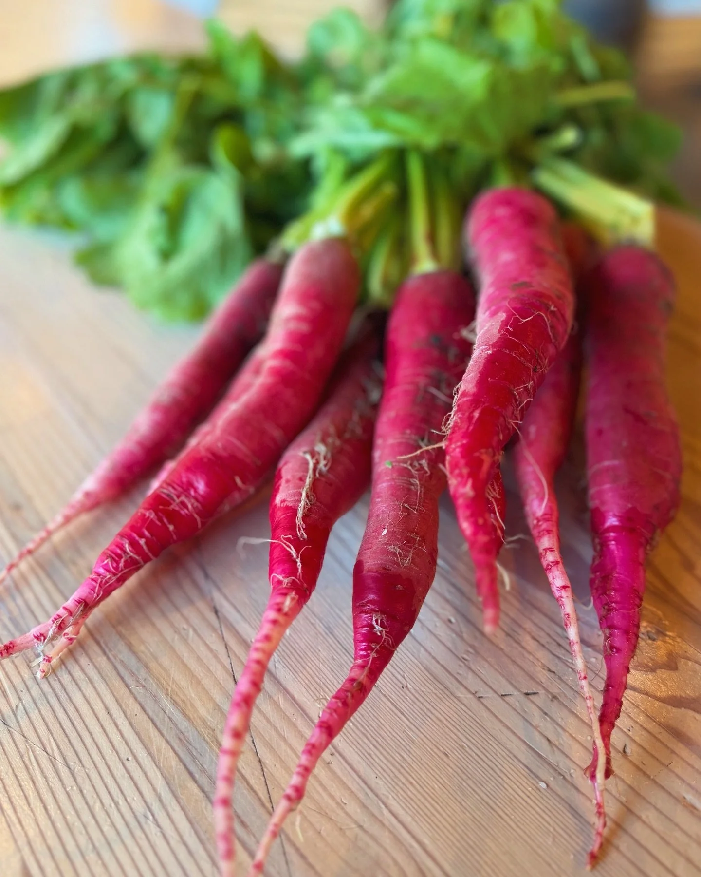 Behold&hellip;Shunkyo radishes from @groundworkorganics 

This heirloom variety, native to Northern China, boasts a unique sweet and spicy flavor profile that lends itself well to raw and cooked applications. Both roots and leaves are edible with the