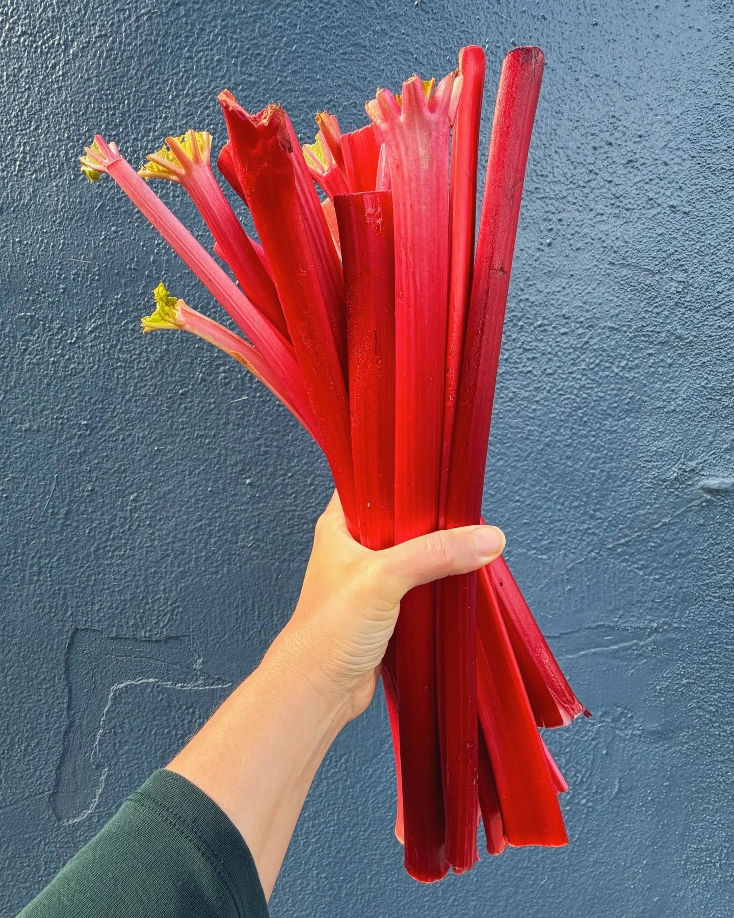 Will it snow? Won&rsquo;t it snow?
Hard to say for sure but either way&hellip;.WE HAVE FORCED RHUBARB from @knutsonfarmsinc 

Forced, or Hot House, rhubarb is grown in a similar manner as Tardivo Treviso and Belgian Endive&mdash; indoors and sans lig