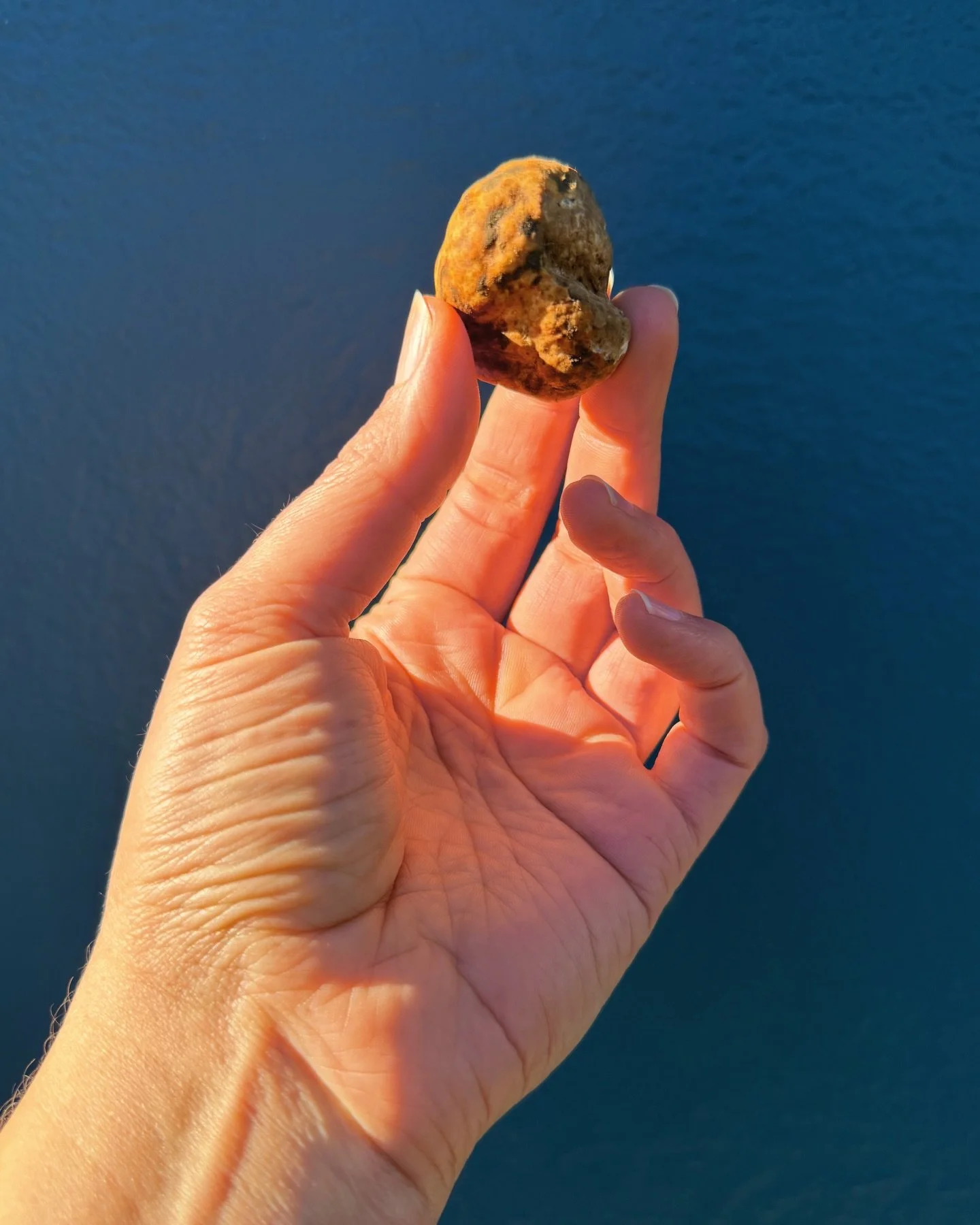 Flavorful Oregon White Truffles 

Locally foraged, richly flavored and just the right ingredient for taking winter dishes up a notch!

Our friend Kristen Ford and her Italian truffle dog, Stanley Cup, scour the forest floors around Estacada to bring 