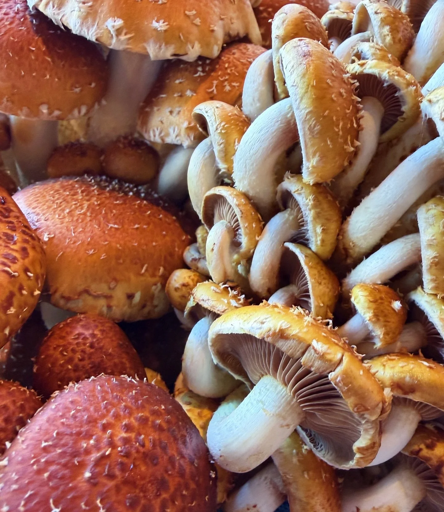 How stunning are Chestnut mushrooms!?

Newer to the cultivated offerings available to shoppers, this satisfyingly meaty mushroom is native to Europe. Despite its European origins this mushrooms is most prolific in Japanese cuisine where it&rsquo;s re