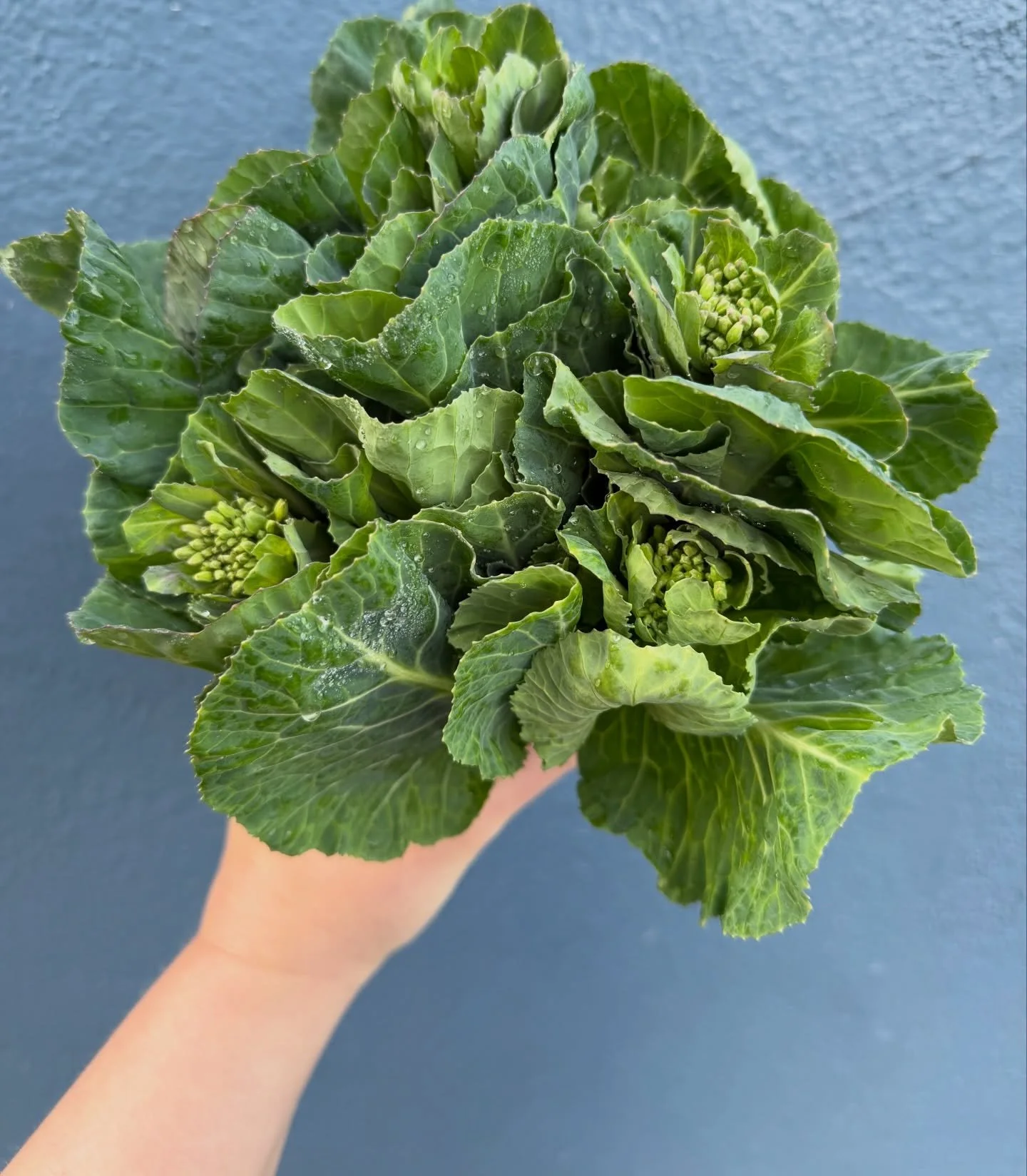 Collard Raab from @fiddleheadfarmer is looking so very good this week!

We love these first few weeks in the Raab season as volume is slowly ramping up.  Right now, local farms are bringing smaller deliveries, but there&rsquo;s always something new a
