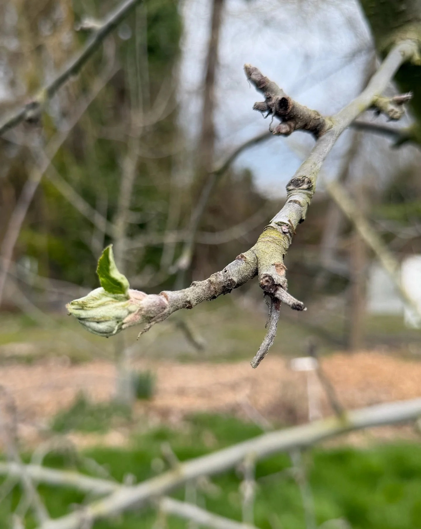 A quick visit out to our friends at @oracleorchard today revealed the beauty of a fruit orchard in early spring. 

While local vegetable growers are busy harvesting first of the season crops, orchardists like Jessie Spain and partner Christopher LaRo
