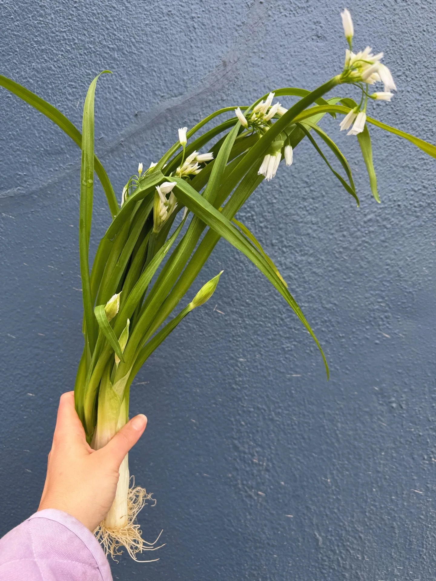 Are we all in the mood to festoon flowers on&hellip;.everything!?

The dainty white blossoms on these foraged wild onions are just the ticket. 

And then there&rsquo;s the onion! Use anywhere you would garlic or scallions and enjoy its mild but disti