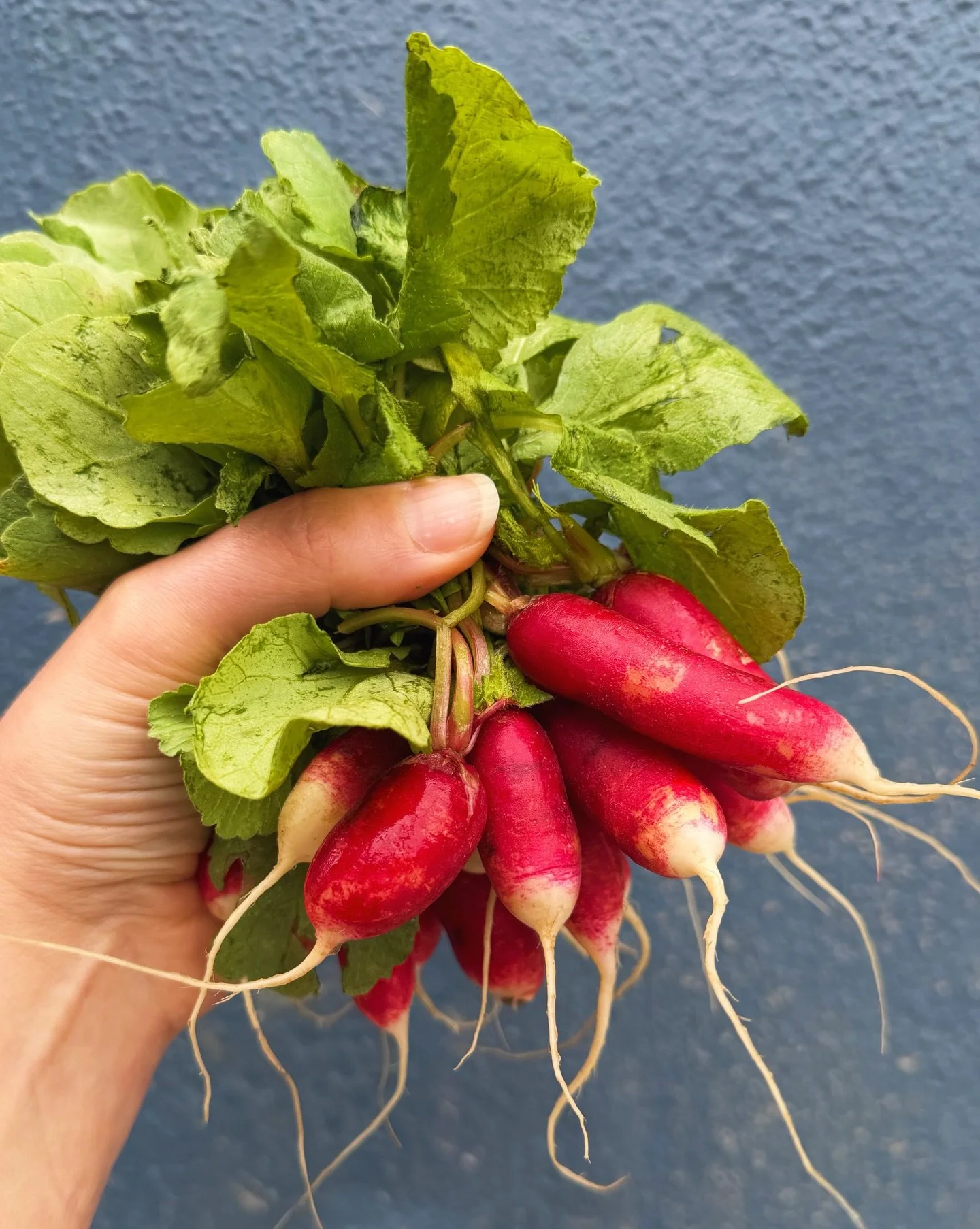 Crispy crunchy French Breakfast radishes grown by our friends Josi Farms in Tillamook are waiting to be pulled through a creamy aioli, dunked into a flavorful hummus or basted in your best butter. Come get some!