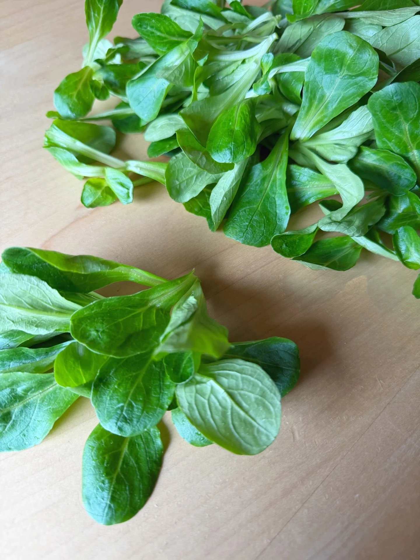 M&acirc;che!

The verdant florets of this spring green are mild, nutty and a bit floral. Als known as Lamb&rsquo;s Lettuce, M&acirc;che&rsquo;s buttery texture shines in salads. 

Like other spring items, M&acirc;che offers big nutrition, right when 