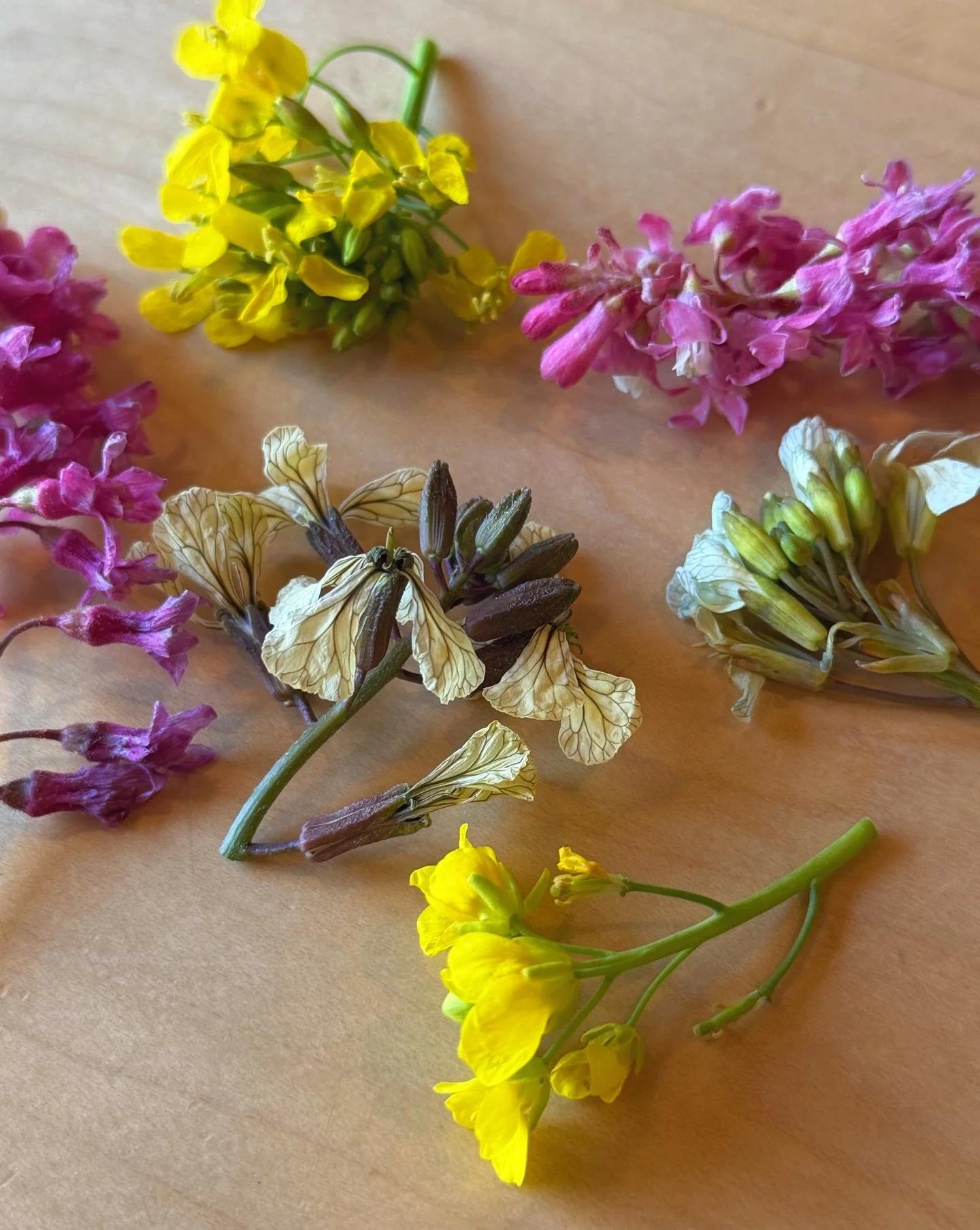 Hello, whimsy! 🌸🌼🪻

Edible Flower season has started and there&rsquo;s really nothing that isn&rsquo;t improved by a flourish of flowers. 

Go forth, friends, sprinkle those flowers!