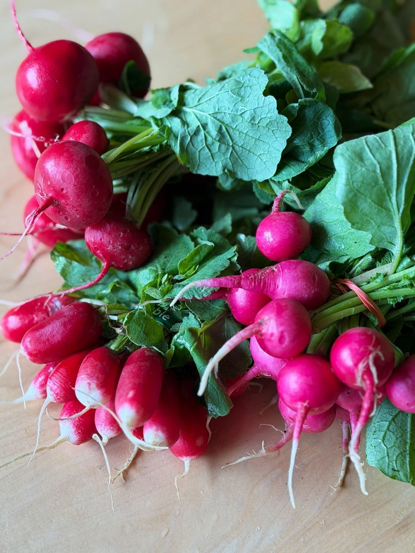 Can&rsquo;t get over the color of these radishes?
You&rsquo;re in good company. 😍

Pink Beauty has joined round Red and French Breakfast and it&rsquo;s a pallet we love! Charcuterie, salads, crudit&eacute;s, pickles&hellip;all prettier with a bounti