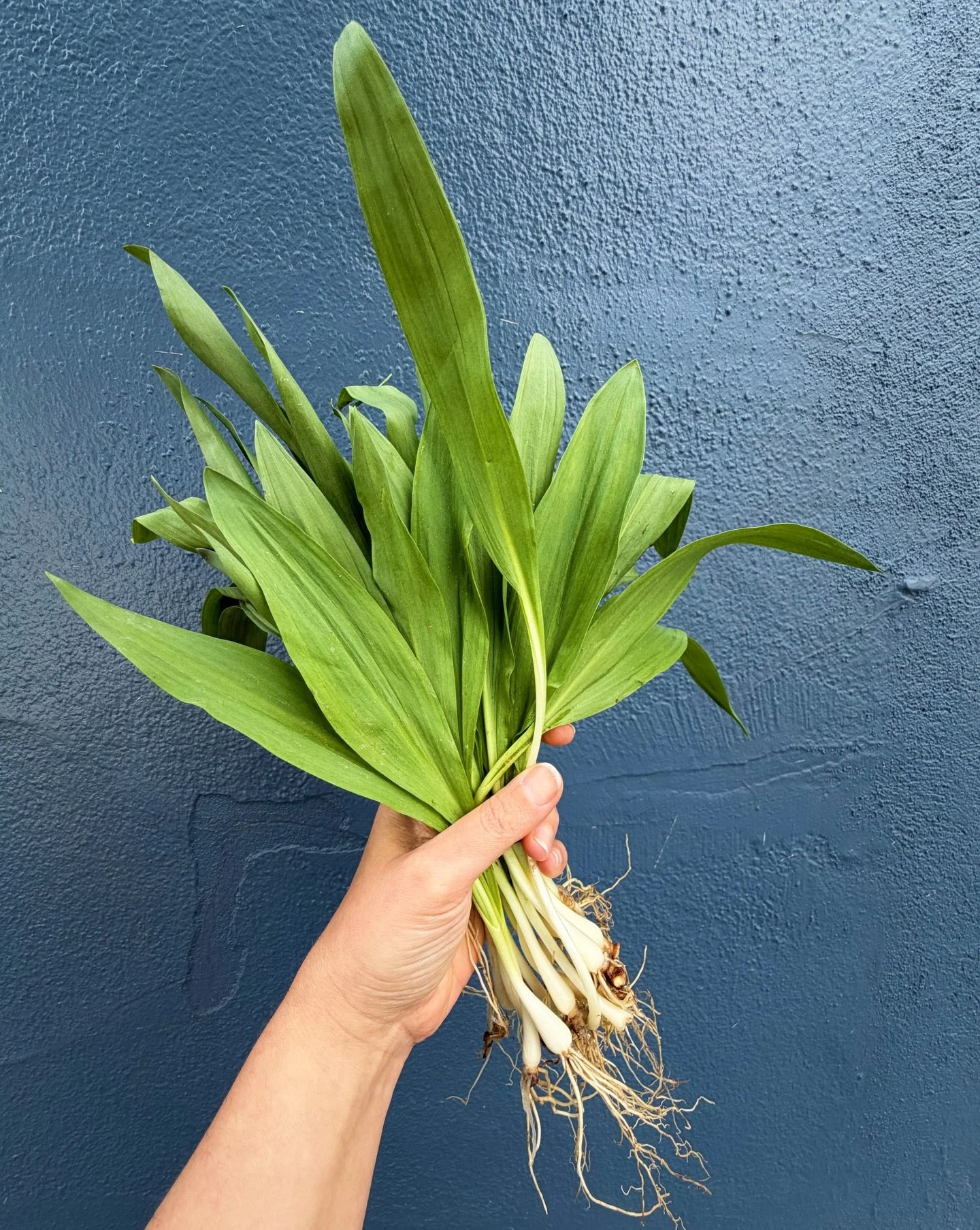 RAMPS!

Chefs flock to them and eaters in the know adore them. These foraged alliums have notes of garlic, onion, leek and are definitively springy!

Ramps are sensitive to over-harvesting as they can take years to grow from seed to maturity. We work