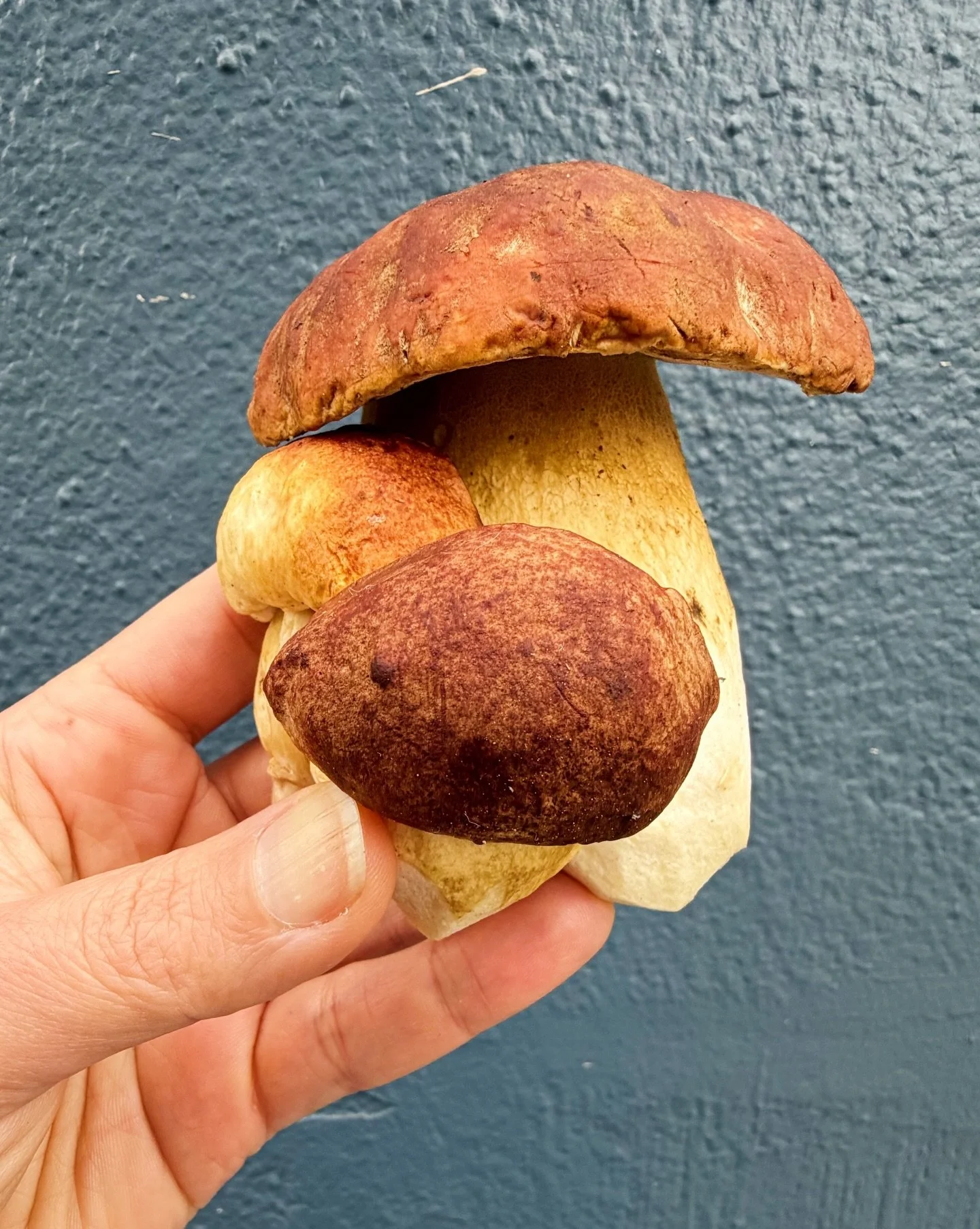 🍄&zwj;🟫Spring Porcini🍄&zwj;🟫
Also know as King Bolete this wild foraged mushroom is nutty, earthy and intensely savory. 

Available for a short window in the spring, these little piggies (Porcini means &ldquo;piglets&rdquo; in Italian) will retur