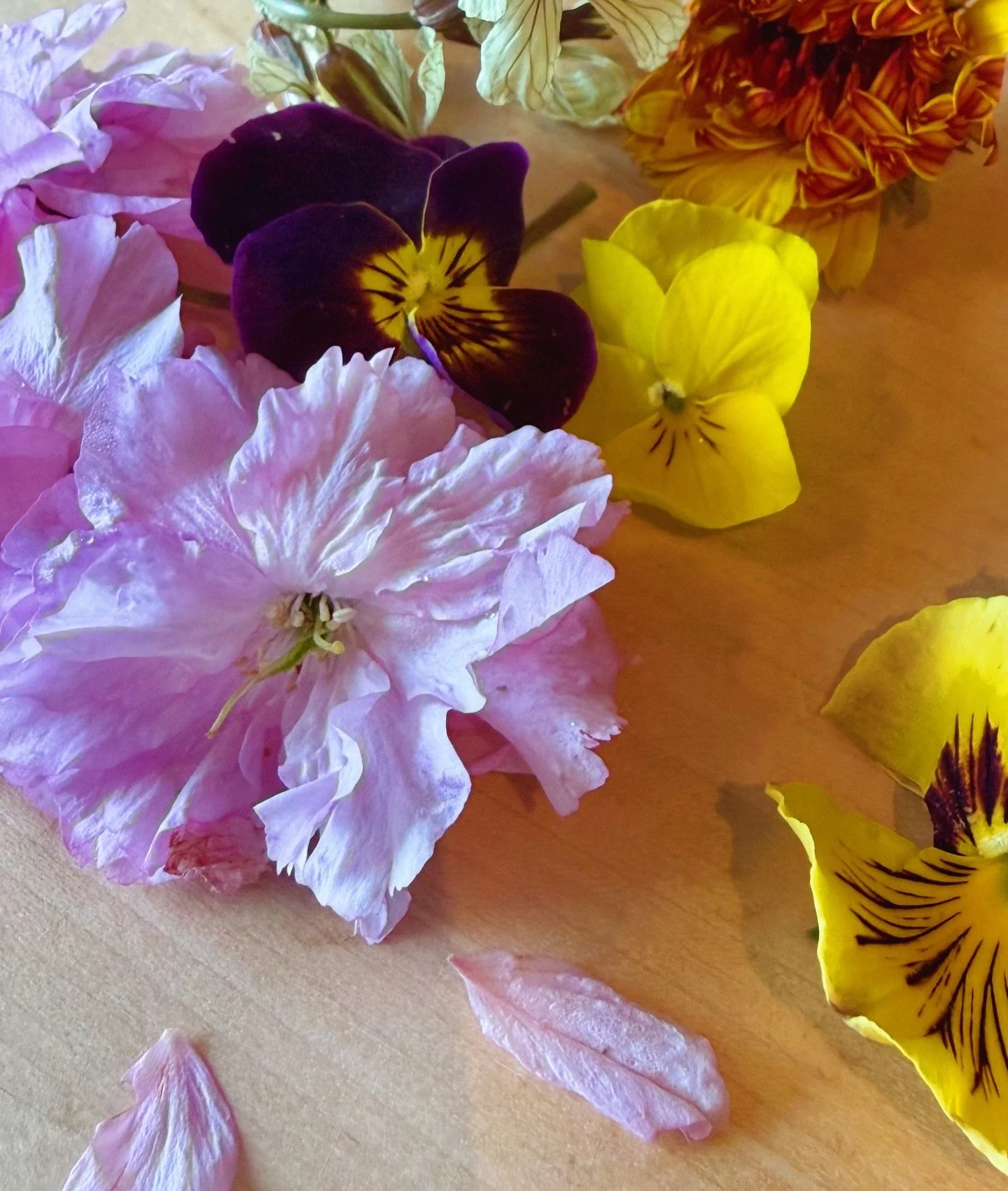 As we get deeper into spring, and new edible flowers burst forth, new blossoms in our edible flower assortment make their appearance. This week we&rsquo;re reveling in the cherry blossoms, violets and pansies that have joined the brassica and mustard