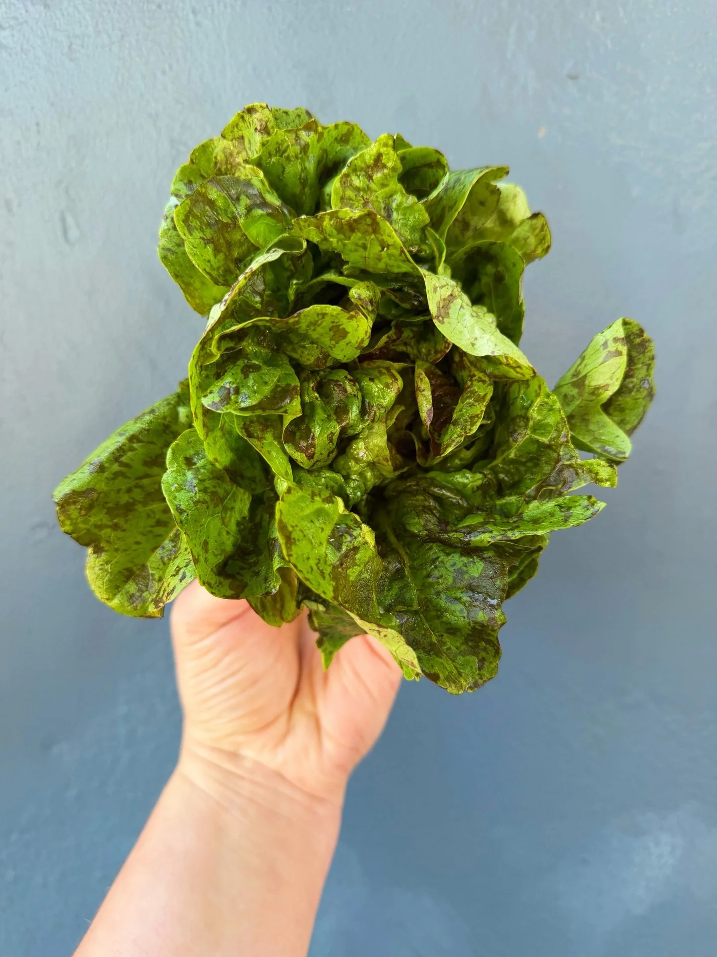 Lots and lots of luscious local lettuce is on the racks at Rubinette right now! Think your only options are Romaine and something red and vaguely interesting?

Think again!

💚Flashy Lightning Mini Butter Oak is a mouthful but fitting! Those speckles