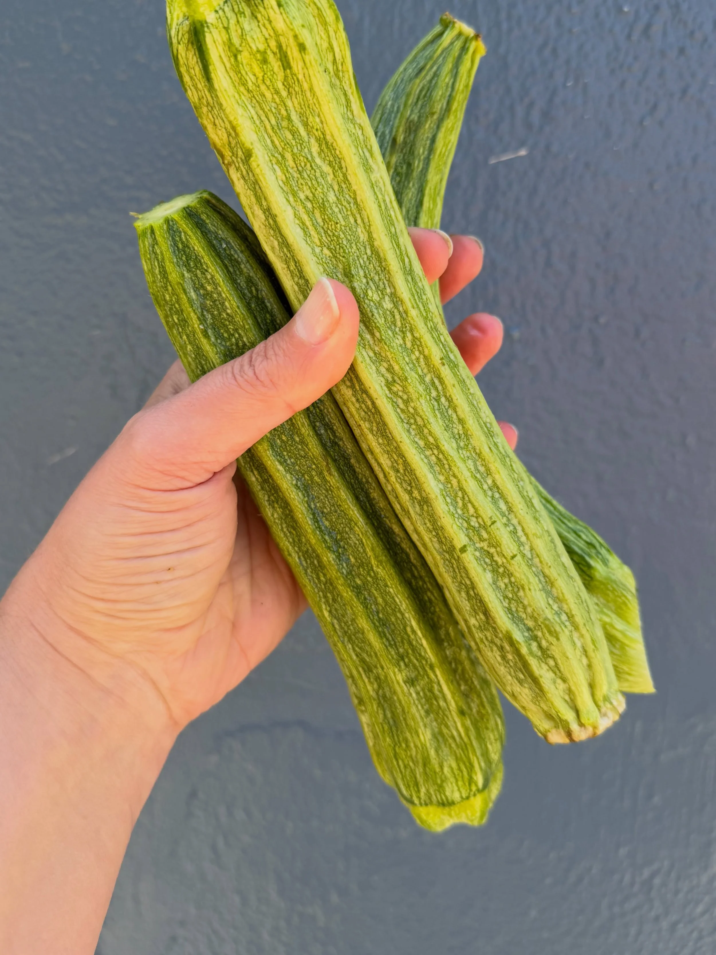 Great grilling weather is upon us, Portland, and with that we bring you a few recs for things that taste good cooked indoors but EXTRA delicious with a little smokey char!

Costada Romanesco summer squash from @groundworkorganics is a bit more tooths