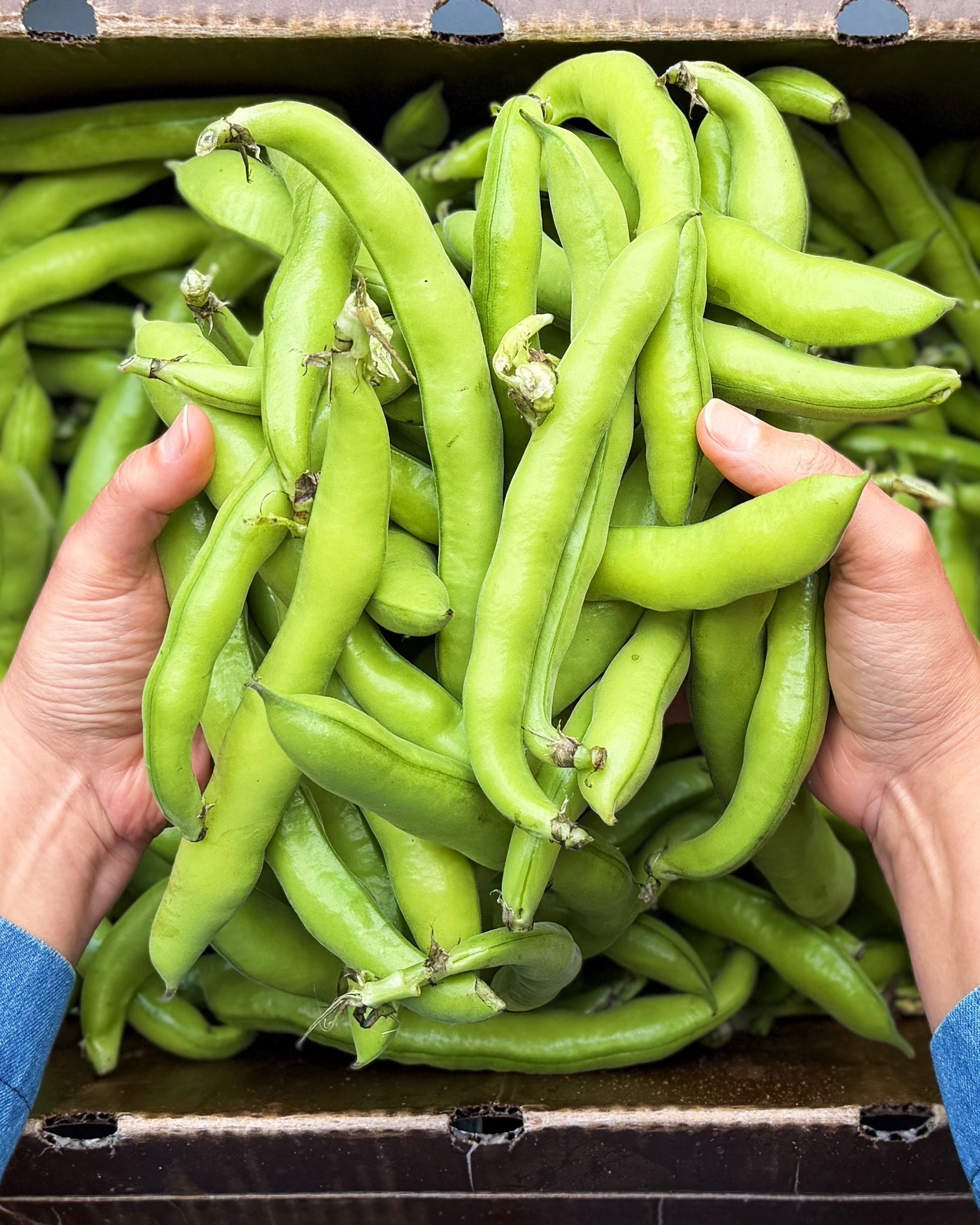 FAVA BEANS!

Worth the extra work? You betcha. Peel them twice, blanch em, ice bath immediately, serve with fresh tender mint, dill, goat cheese, a biiiig glug of good olive oil (at least! Go crazy! Add more! Be fancy!) enjoy the satisfaction of a jo